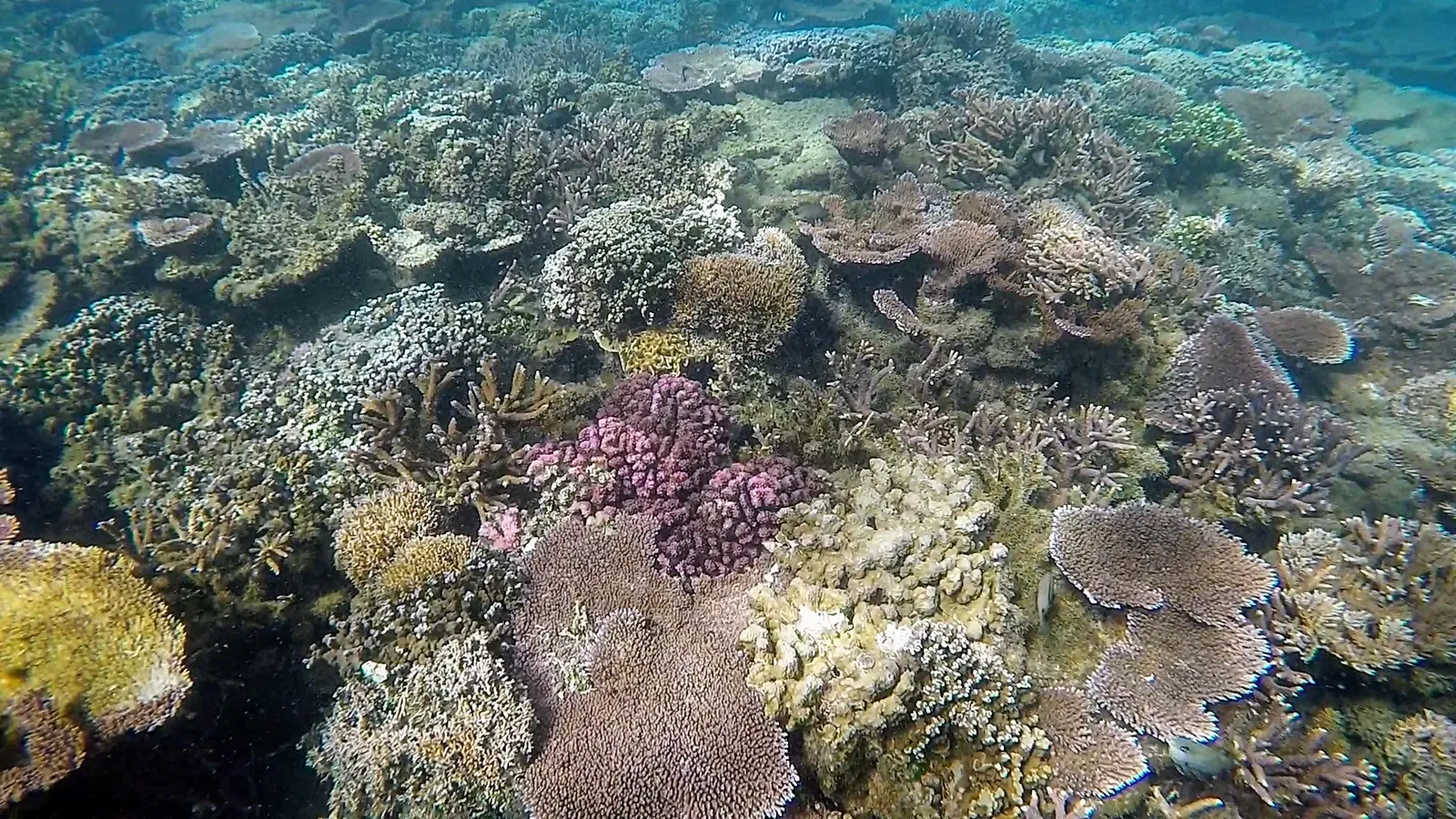 Table and branching hard corals crowd the lagoon floor at Palolo Deep, the marine reserve off Apia — Savai'i & Upolu