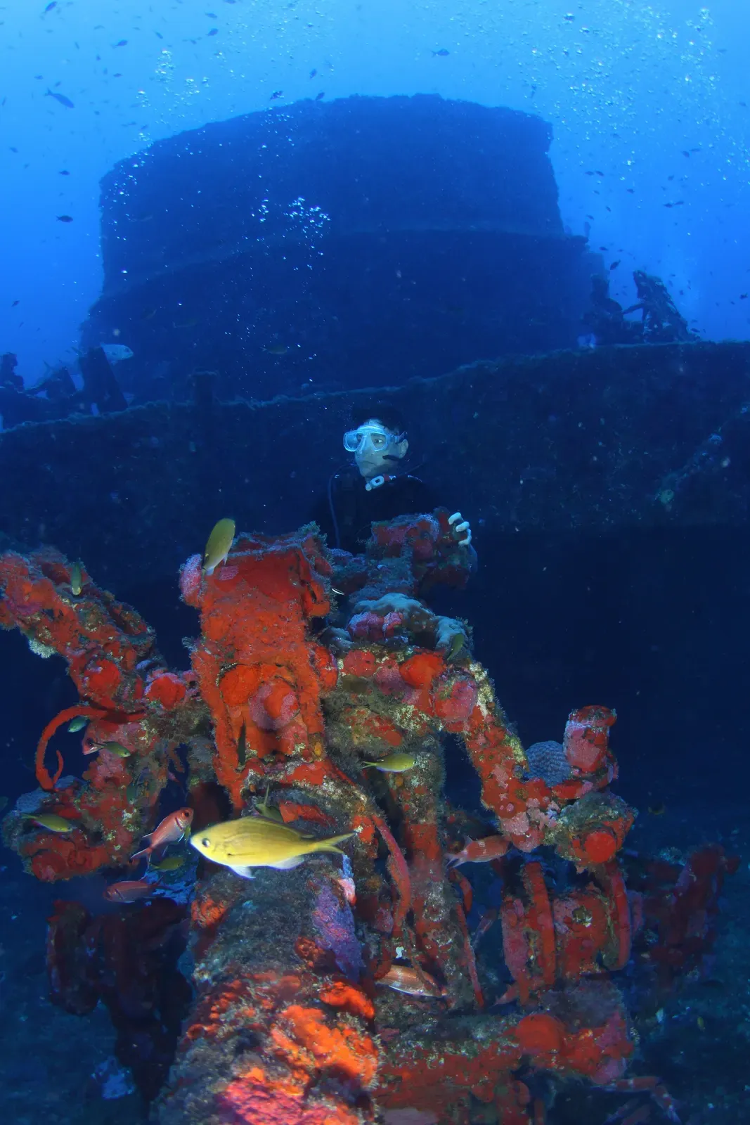 Coral and sponge-encrusted naval gun on the deck of the wreck — Corveta Ipiranga, Fernando de Noronha