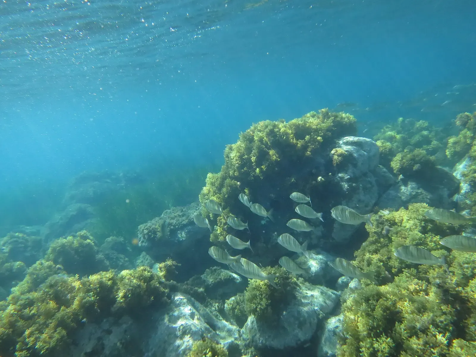 Shallow rocky reef with seaweed and a small school of fish in sunlit blue water