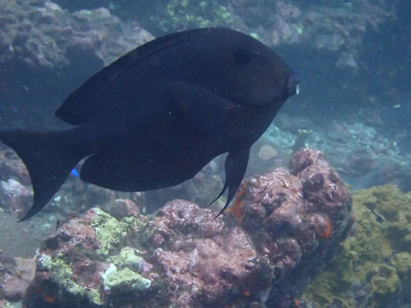 A single dark, almost black surgeonfish swims over pink and green encrusted rocks in blue water — La Sentinelle aux Marteaux, Nuku Hiva