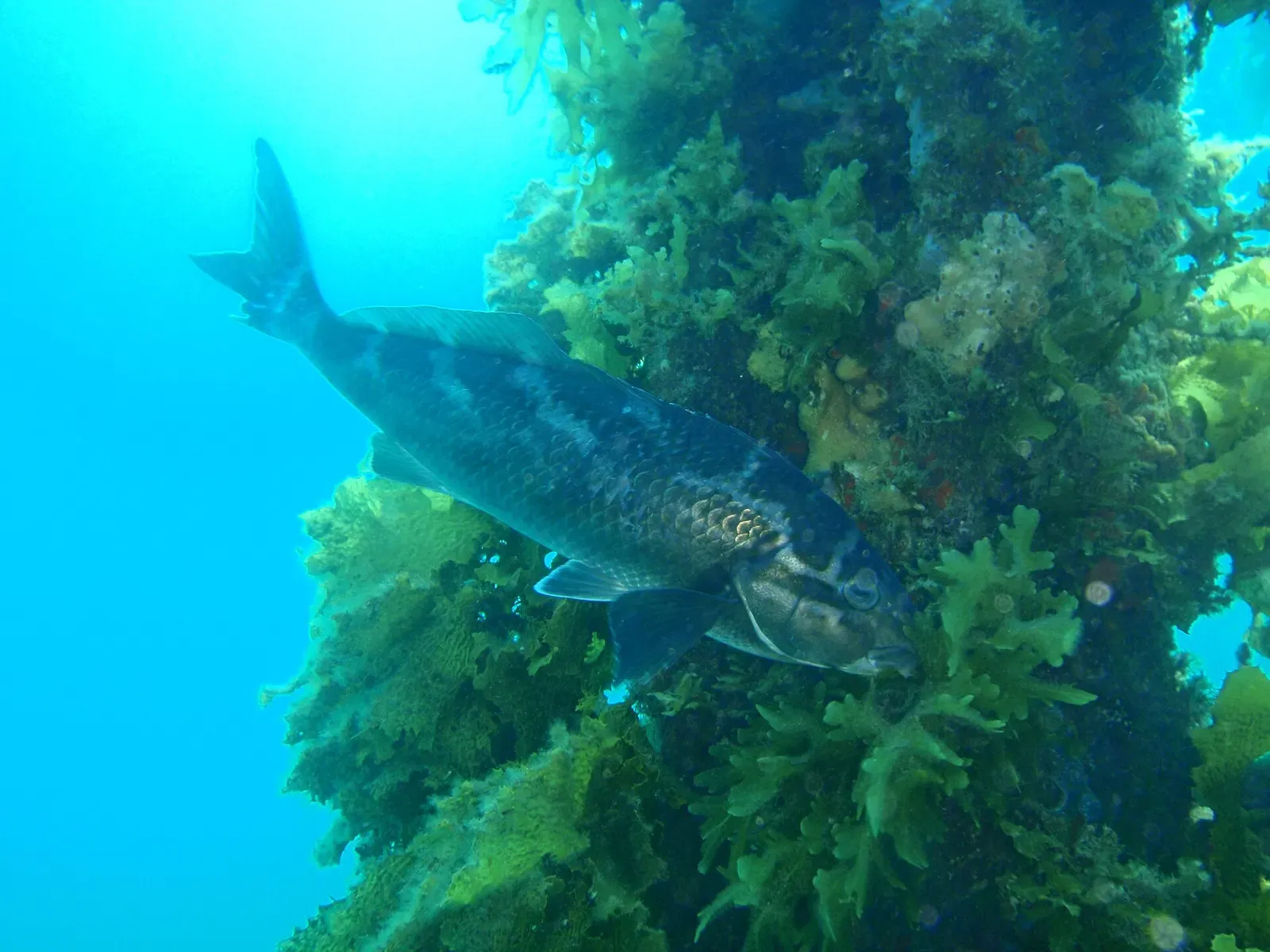 A dusky morwong swims past a jetty pylon thickly encrusted with sponges and weed — Old Rapid Bay Jetty, Rapid Bay.