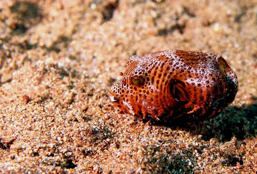 A tiny juvenile pufferfish with brown spots rests on coarse sand at The Cars, Dauin.