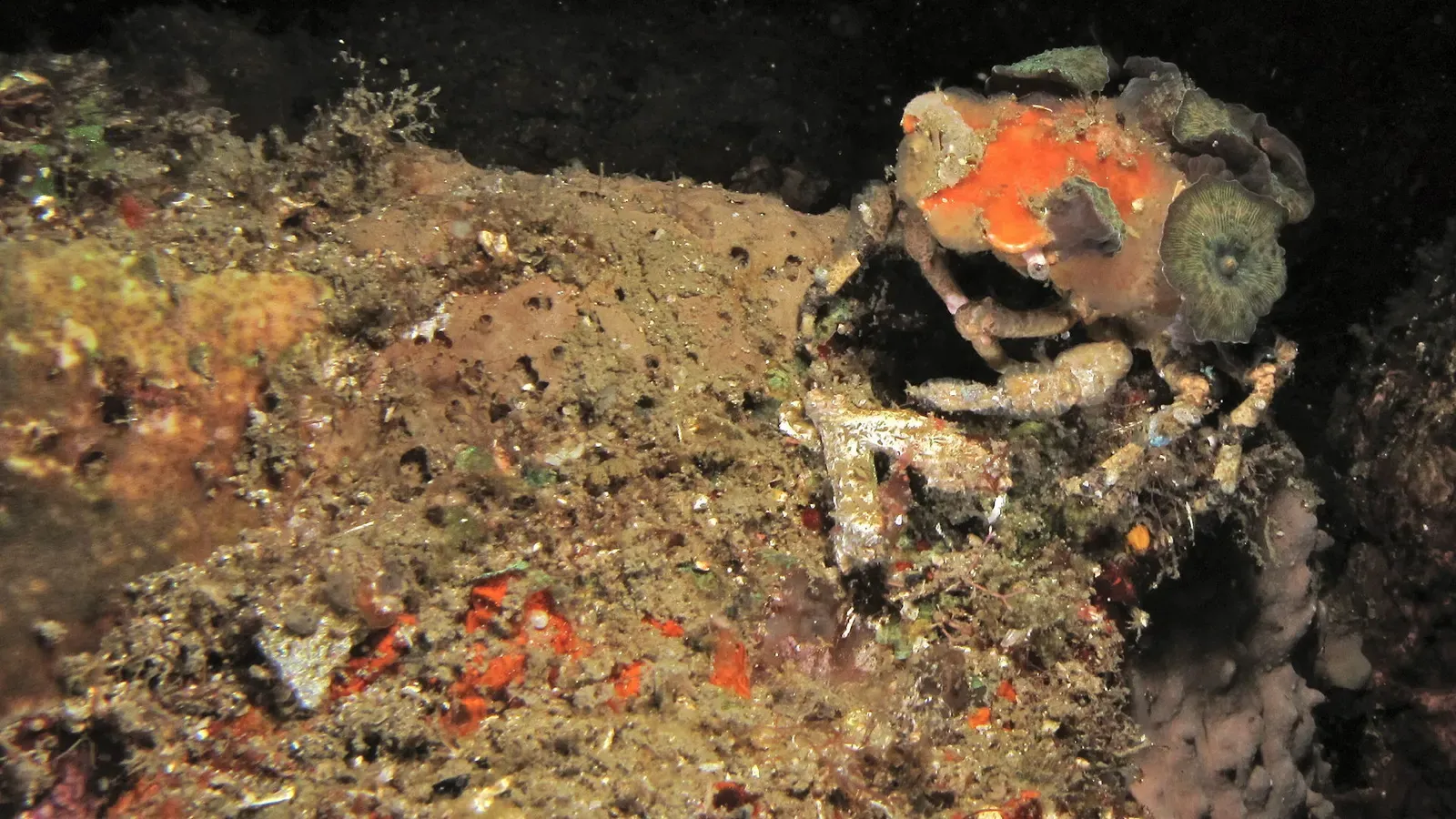 A decorator crab camouflaged with debris sits on the sandy slope — Nudi Falls, Lembeh Strait.