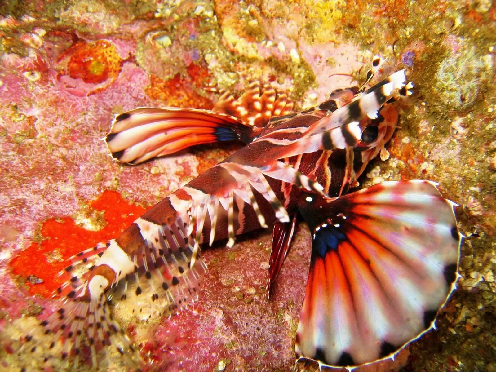 Zebra lionfish with fanned banded fins resting on encrusting pink coral — Fish Rock Cave, South West Rocks