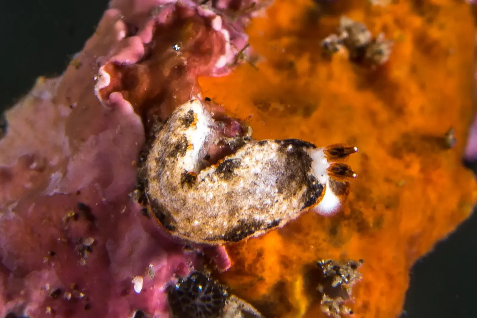 A small cream and brown nudibranch on a patch of orange and pink sponge — Lipah Bay, Amed.