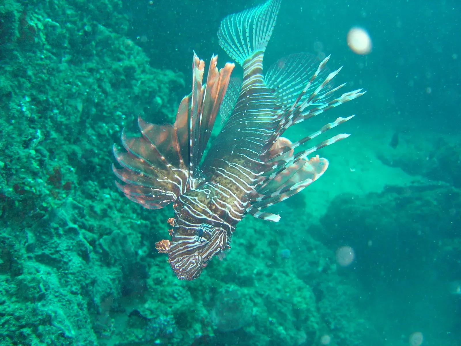 A single lionfish with banded brown and white fins hovering over green reef in blue-green water — Pao Rock, Jangamo & Guinjata Bay.