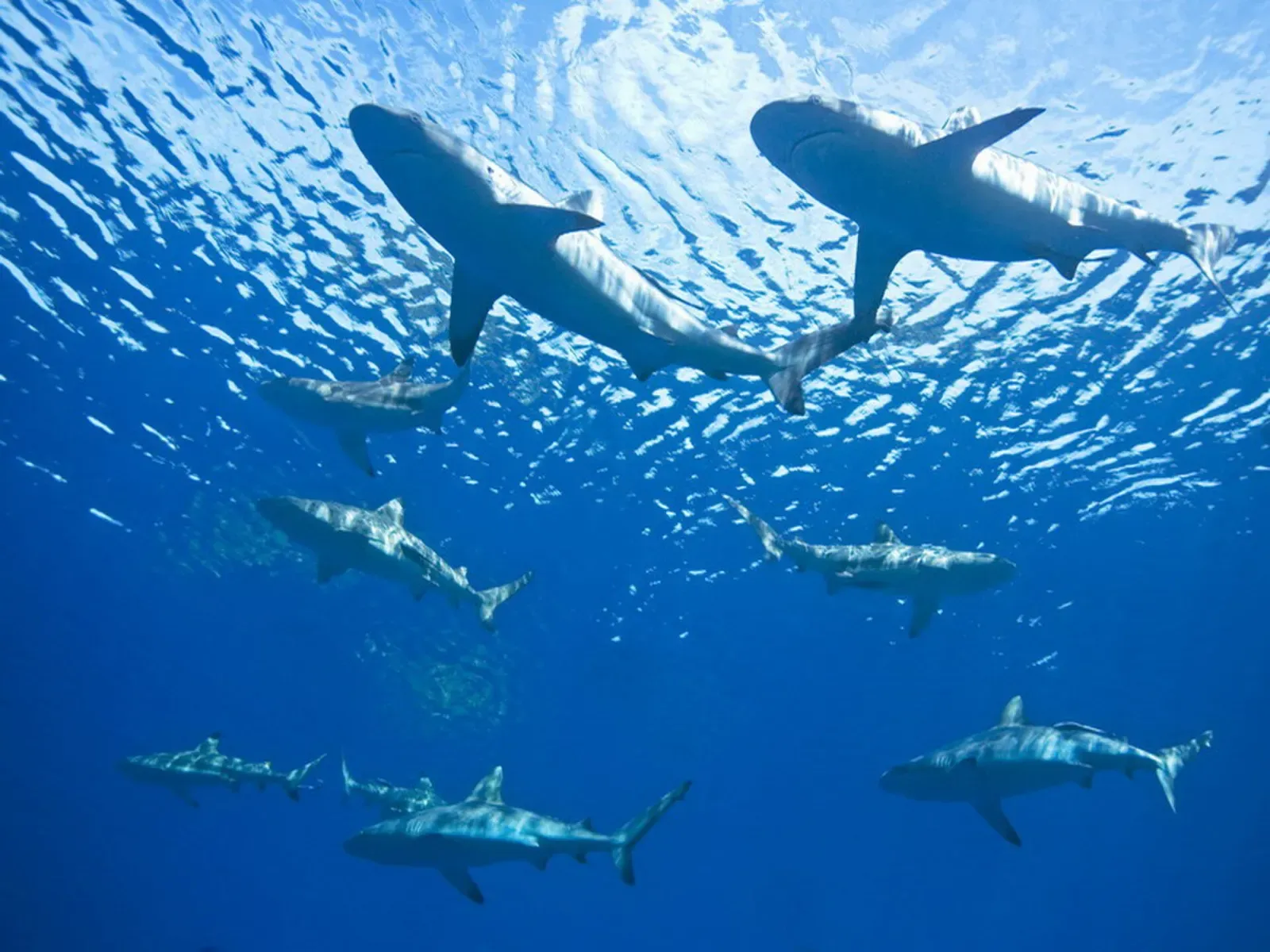 Small school of grey reef sharks circling near the surface over the thila — Dharavandhoo Thila, Baa Atoll & Hanifaru