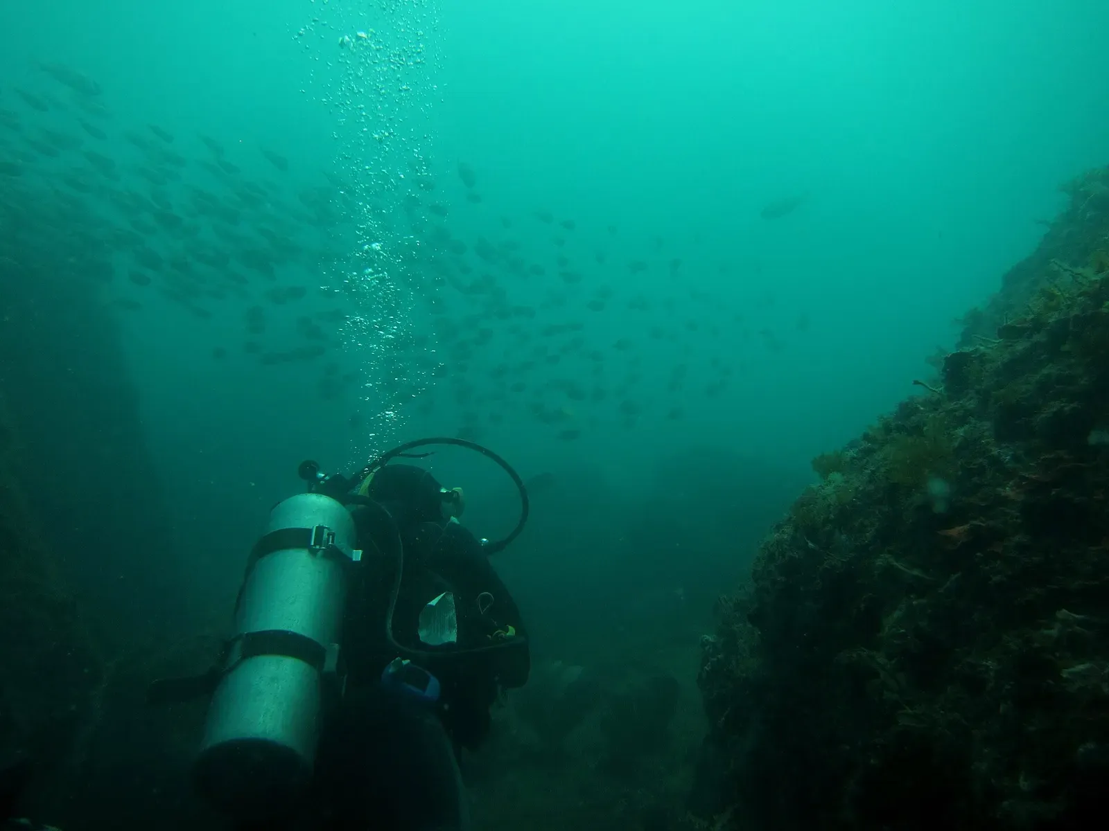 Diver seen from behind beside a weed-covered rock wall as a school of fish swims overhead in green water — Cabo Frio