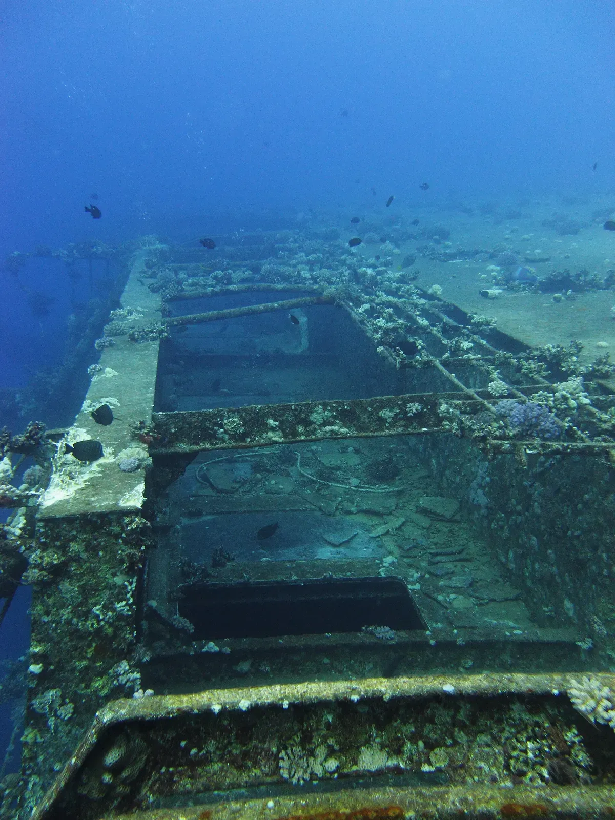 Open cargo hold on the Salem Express hull, coral growth on the rails, small fish nearby — Safaga