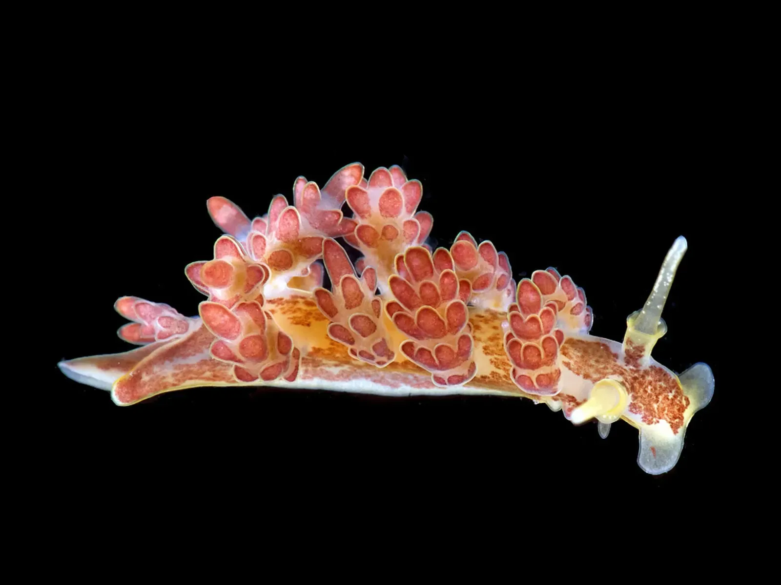 A single nudibranch, pale orange with clusters of rounded pink-red knobs along its back, on a black background — Martins Haven, Pembrokeshire & Skomer