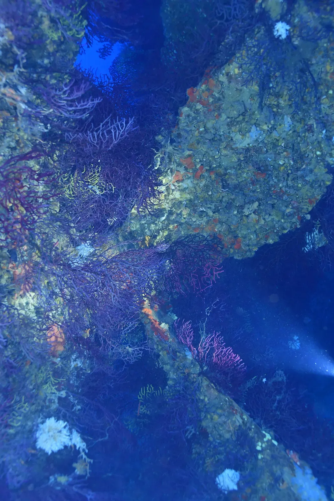 Close view of the Donator's propeller encrusted with marine growth on the seabed — Le Donator, Port-Cros