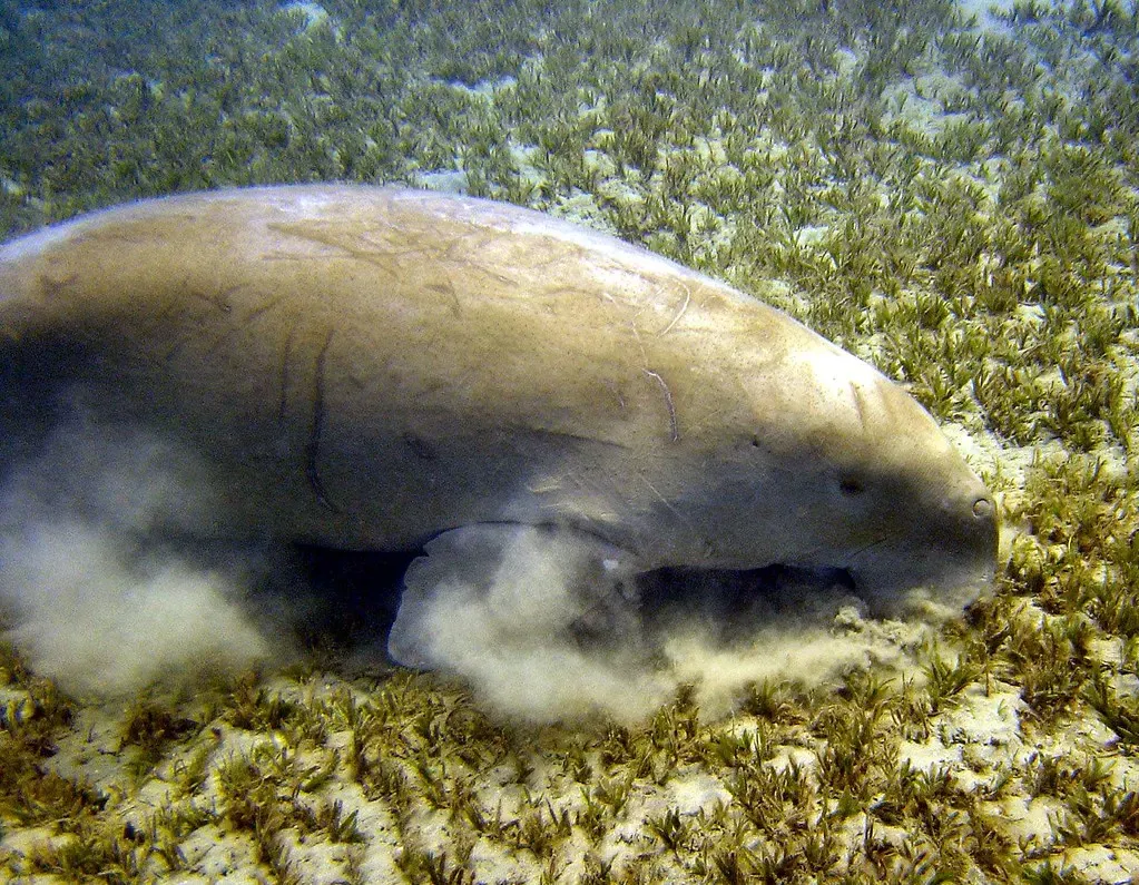 Dugong stirring up sand while feeding on seagrass at Marsa Abu Dabbab — Abu Dabbab Bay, Marsa Alam