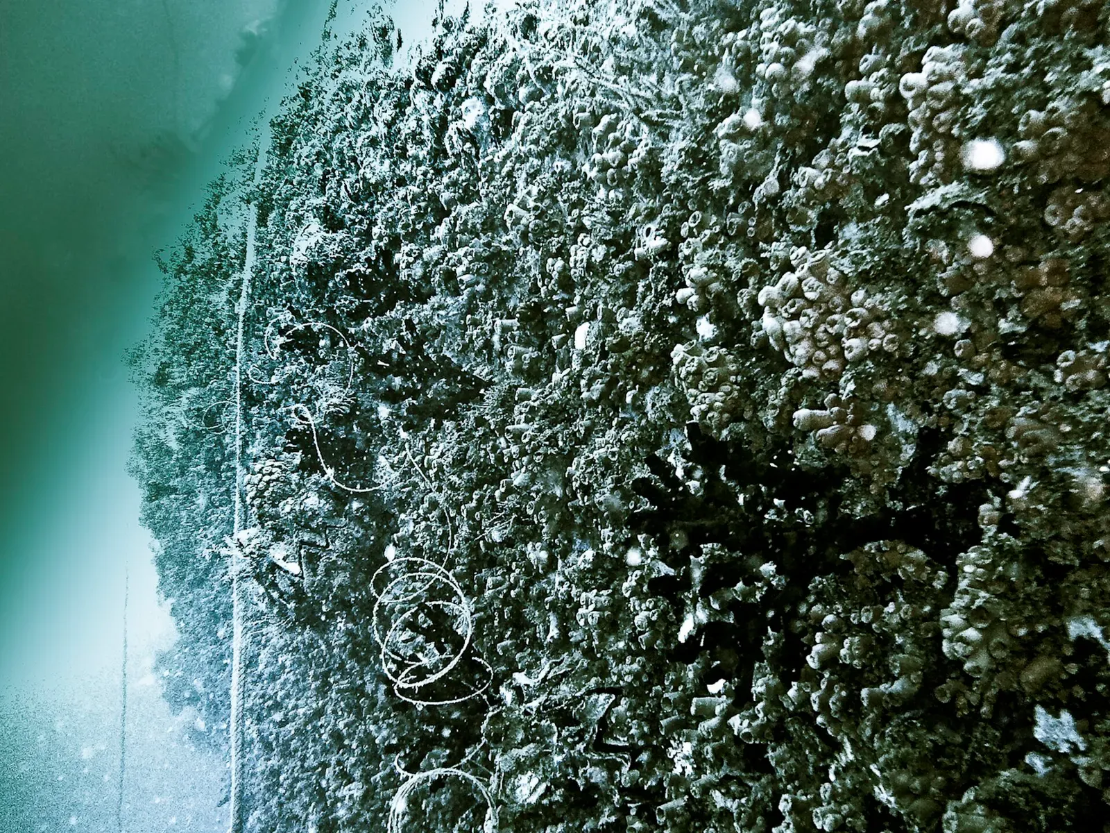 Anchor windlass on the wreck's foredeck tangled with lines — Dwyn Wen, Mayotte