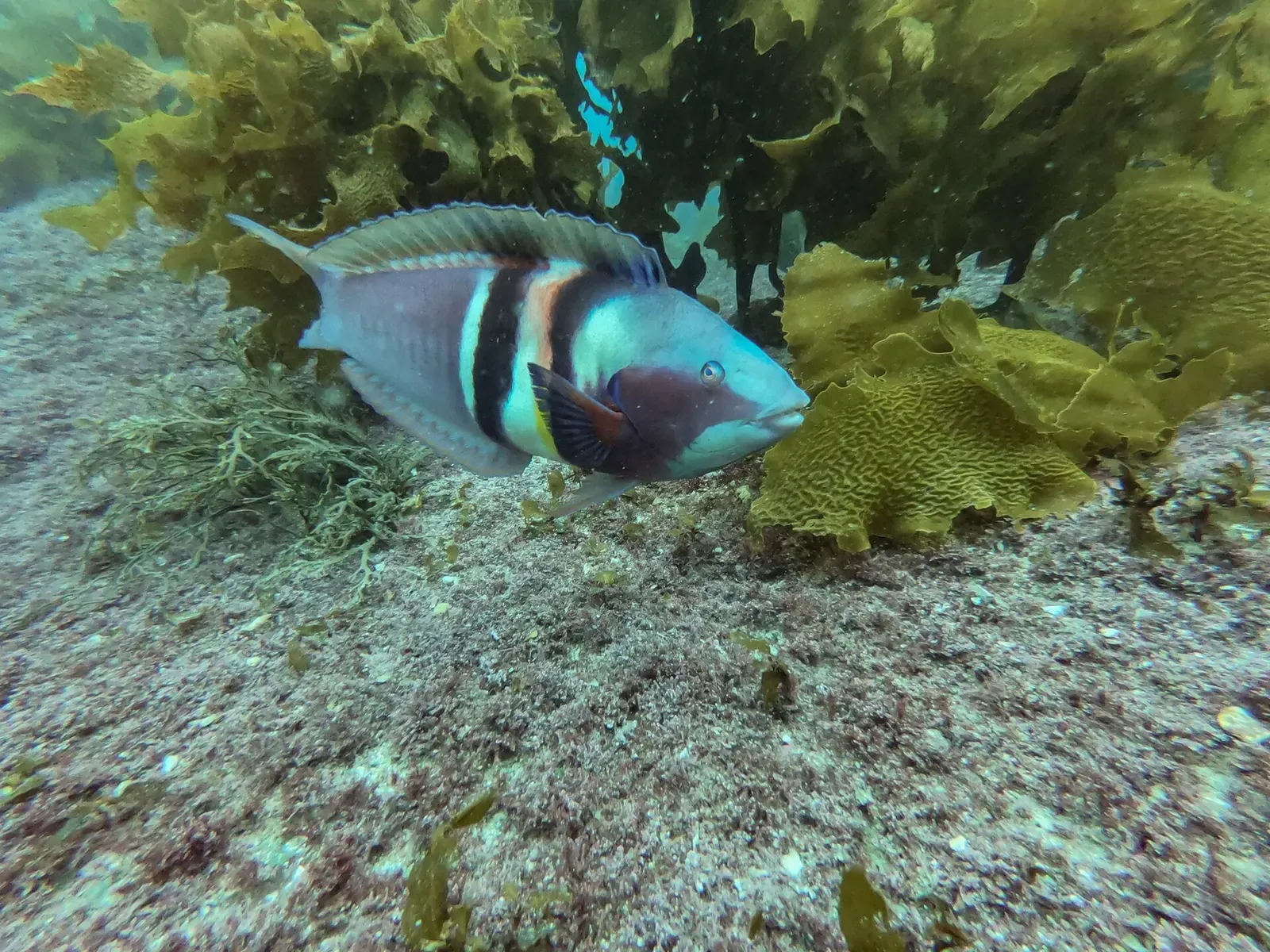 Eastern king wrasse swimming over kelp-covered rock at Deep Water Cove — Bay of Islands