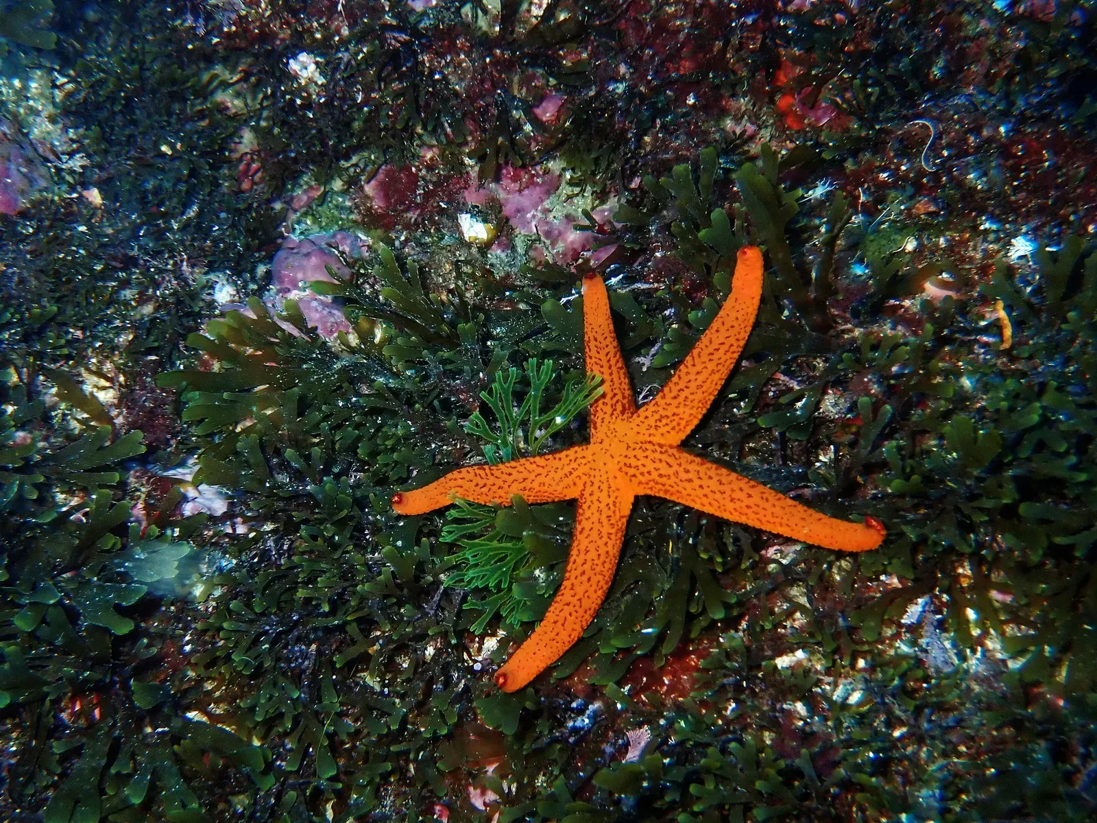 Bright orange Mediterranean red sea star lying on dark green algae-covered rock — Marseille