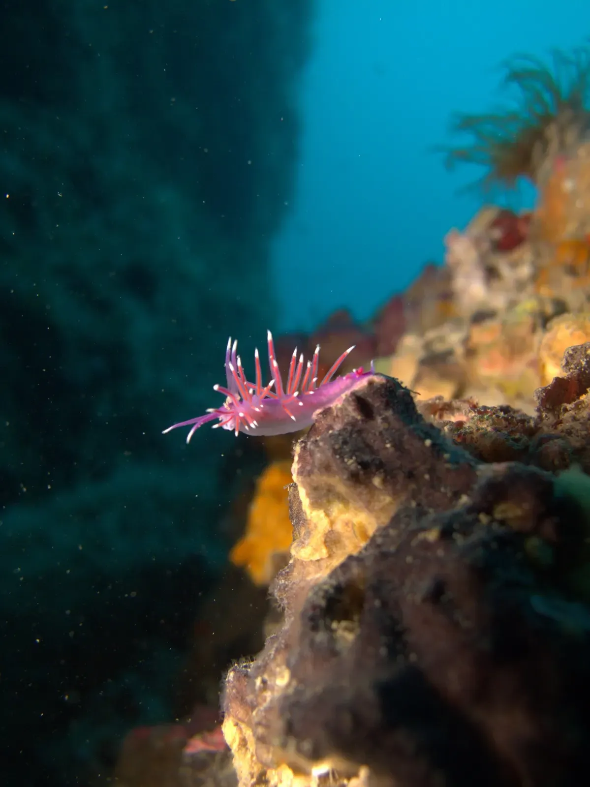 Pink aeolid nudibranch crawling over encrusted rock underwater — Bajo de Dentro, Cabo de Palos