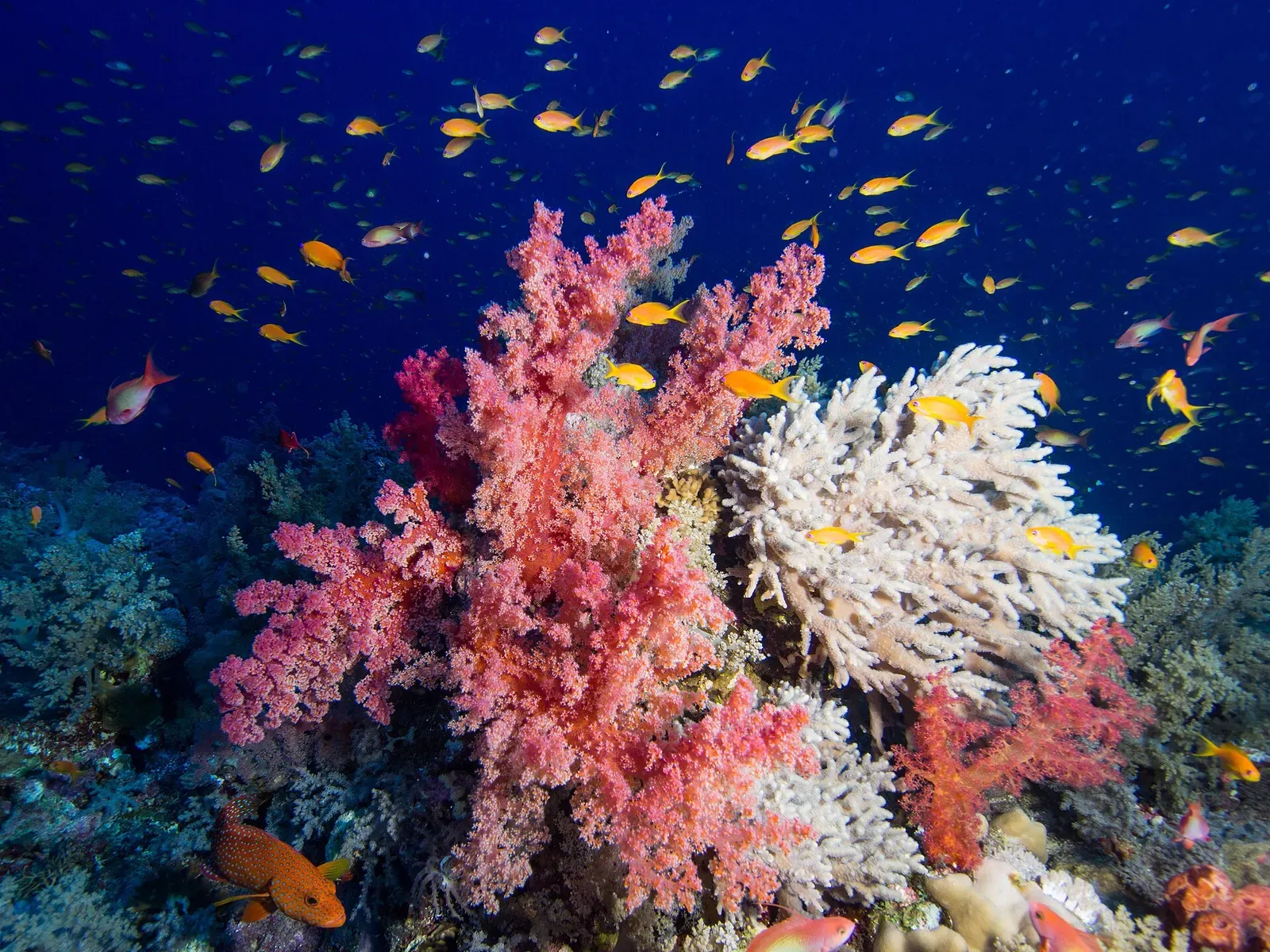Pink and white soft coral bushes on the reef wall at Elphinstone, surrounded by anthias — Elphinstone Reef, Marsa Alam