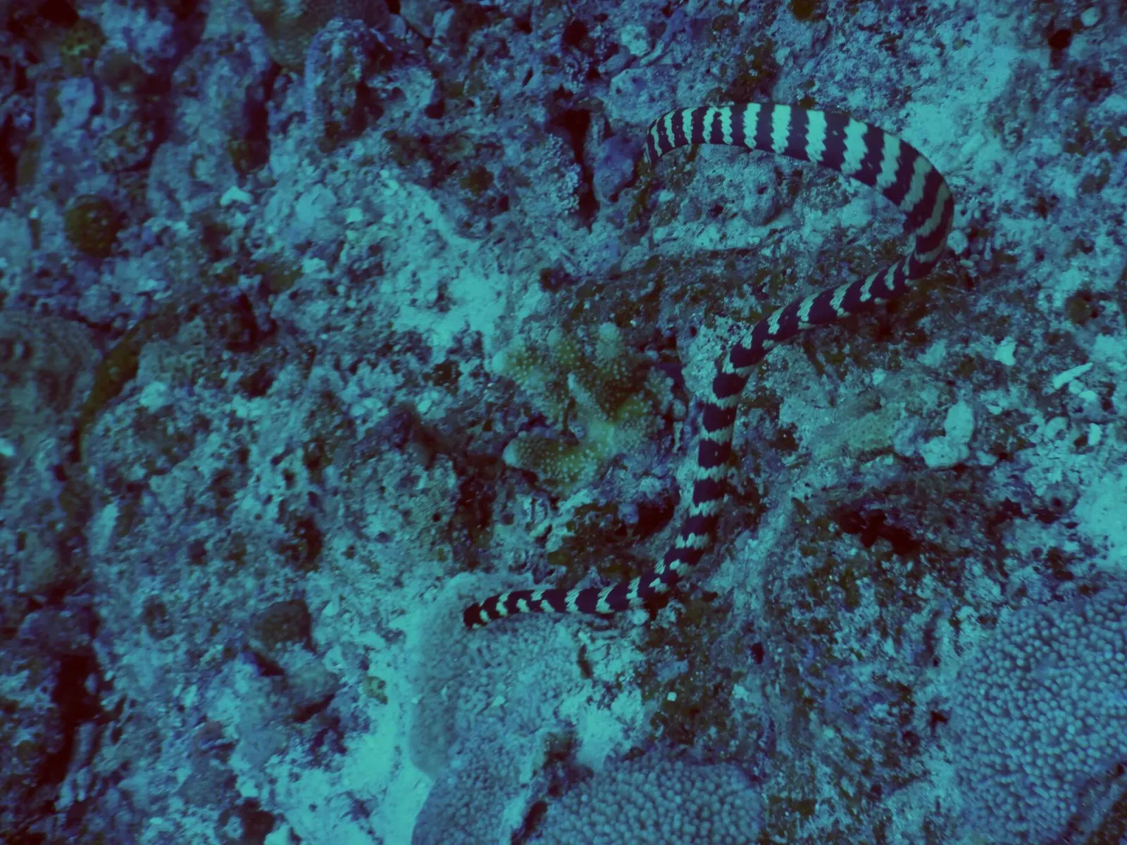 An Ijima's sea snake winds across a coral reef near Zamami Island — Kerama Islands.