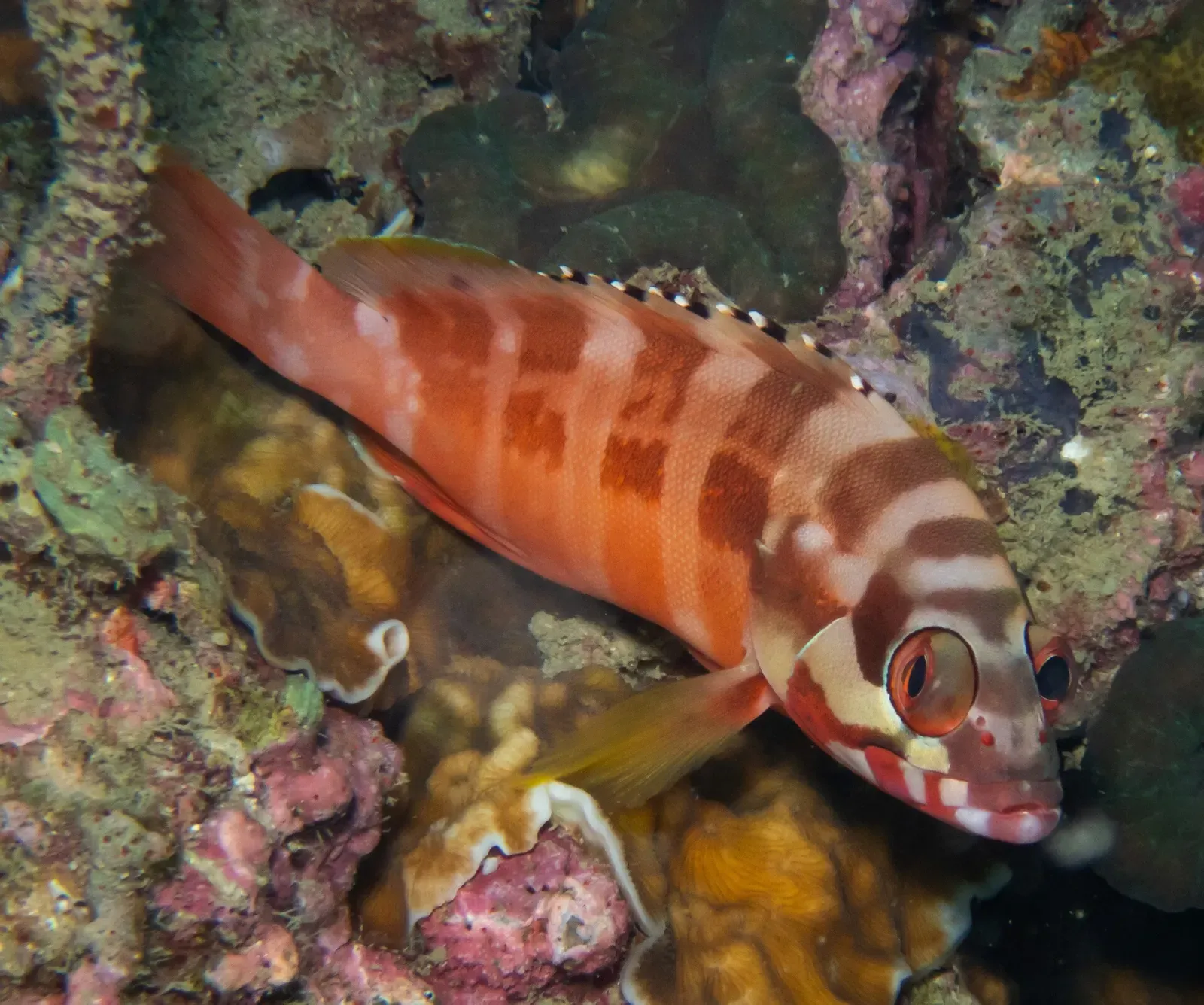 Blacktip grouper resting on the boulder reef at Twins — Koh Tao