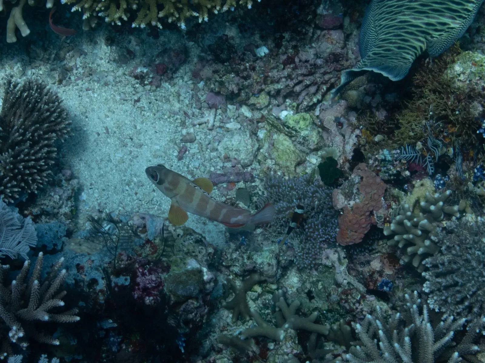 A pale grouper with brown bands rests on a patch of sand and coral beside a fan-shaped sponge — Siaba Besar, Komodo.