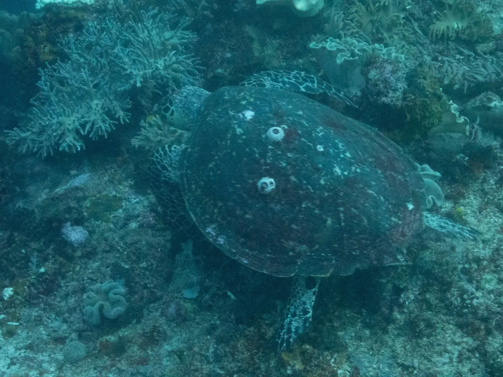 A hawksbill turtle swimming low over hard coral at Cape Kri — Raja Ampat.