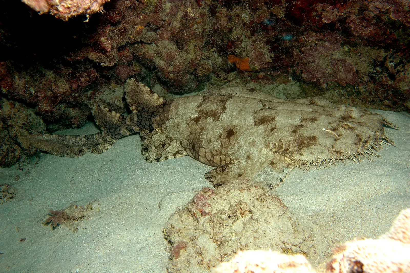 Tasselled wobbegong shark resting under a coral ledge — Norman Reef, Great Barrier Reef