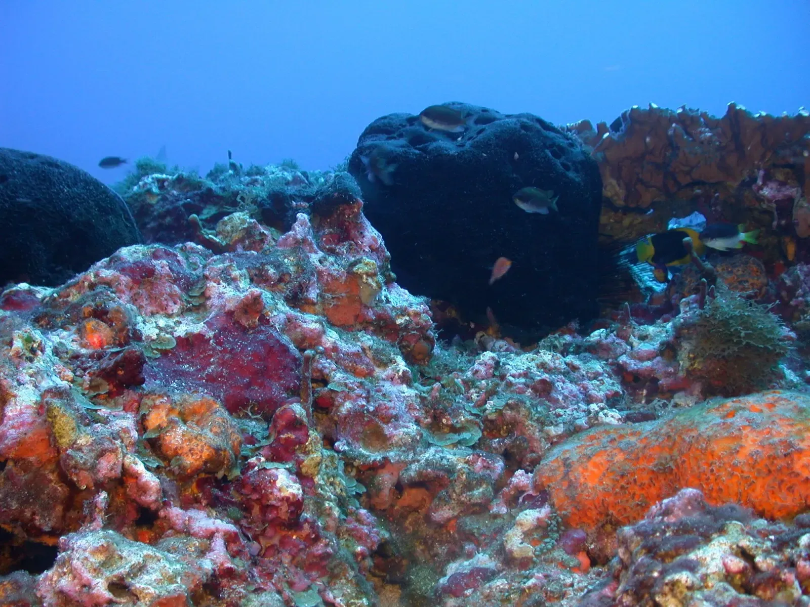 A dark encrusting sponge dominating a reef outcrop on McGrail Bank — Flower Garden Banks