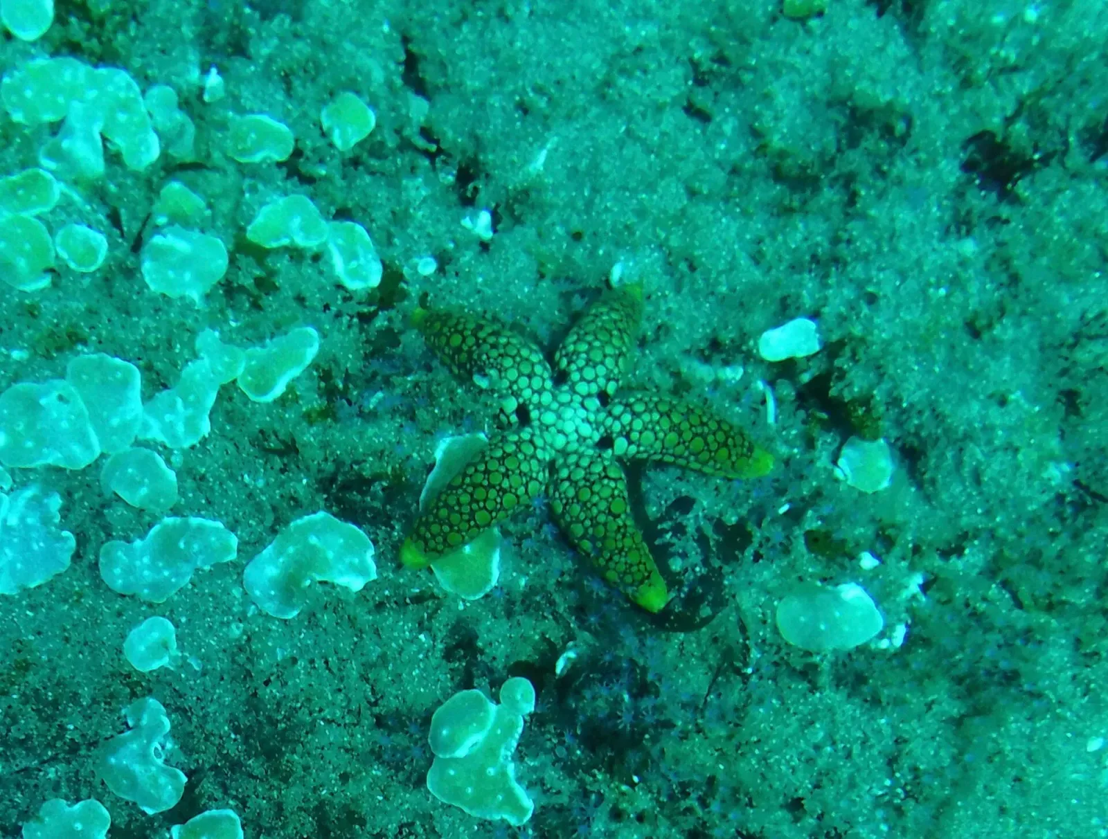 False button star on the reef floor — Quarter Mile Reef, Sodwana Bay