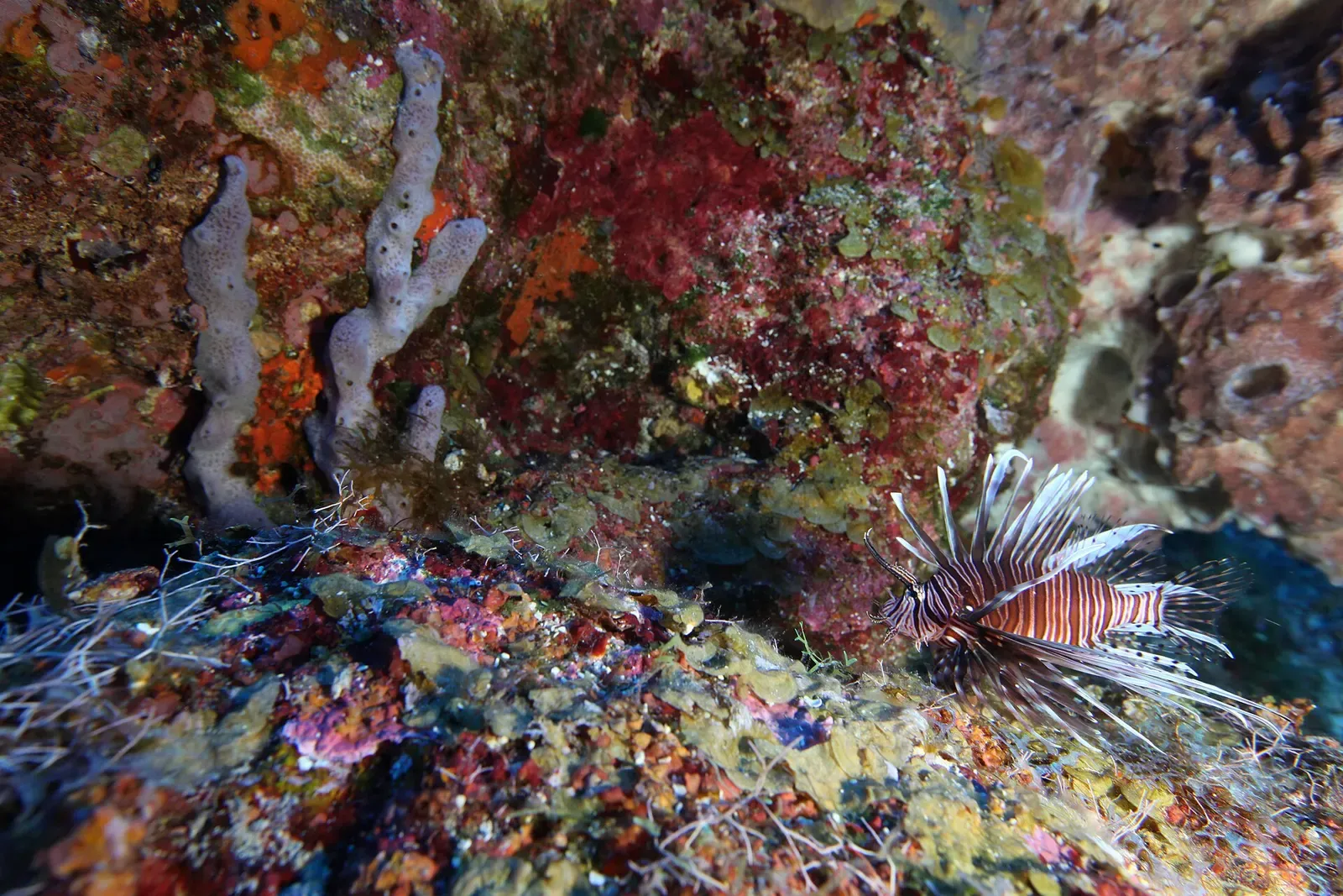 A lionfish rests among sponges and encrusting coral on a reef wall in the sanctuary — Flower Garden Banks.