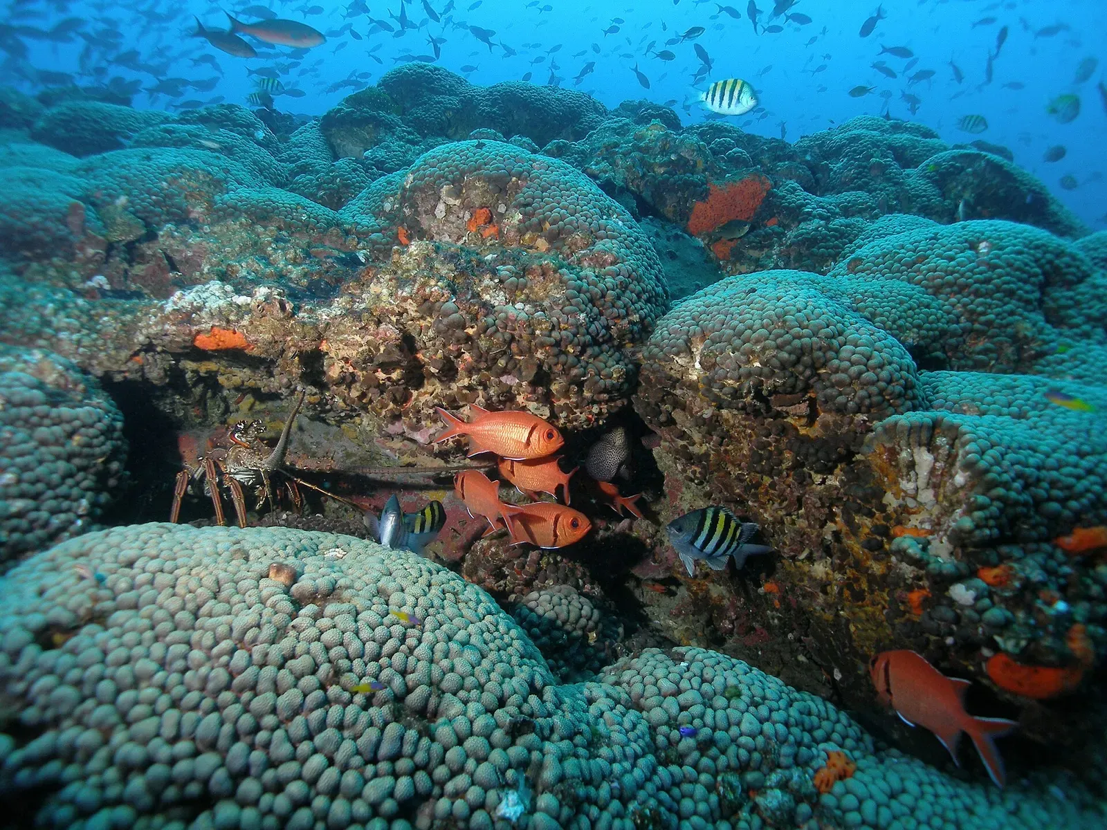 Boulder-shaped coral heads on Stetson Bank's coral-topped pinnacle, small fish swimming past — Flower Garden Banks