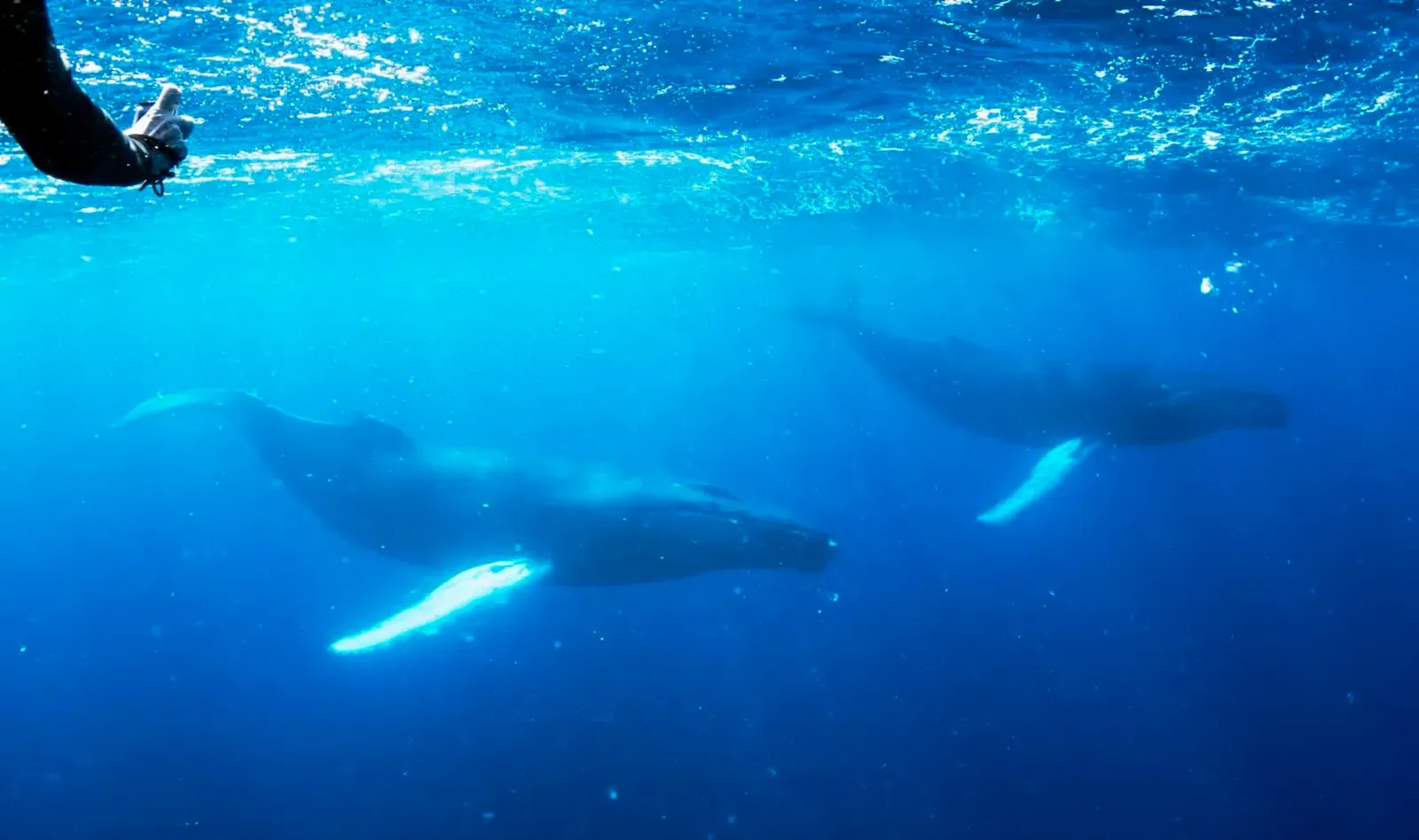 A snorkeler's arm reaches into the water above two humpback whales swimming just below the surface on the Silver Bank