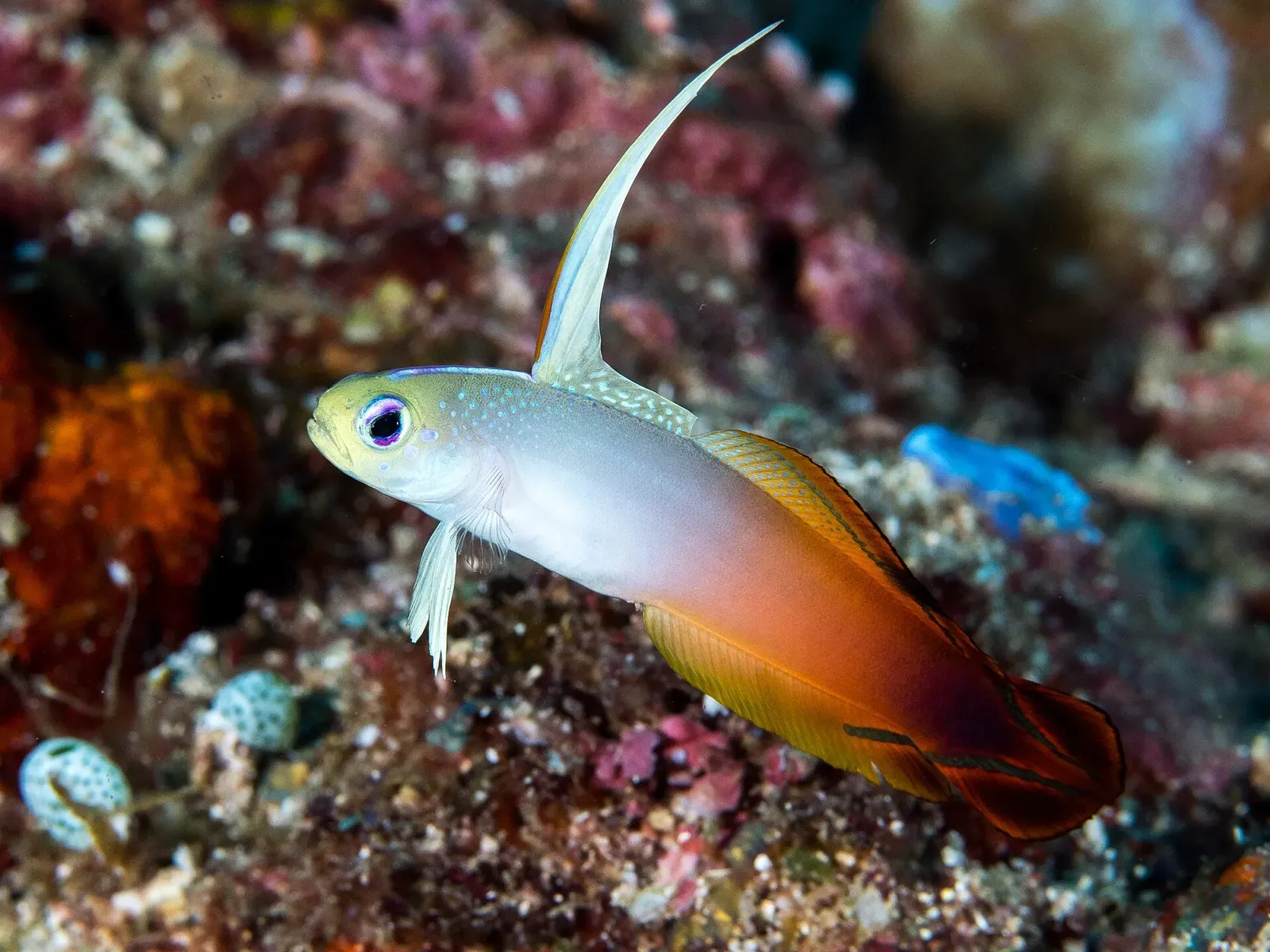 A small fish with a pale yellow head, long first dorsal fin and red tail hovers over a colourful rubble reef — Morotai
