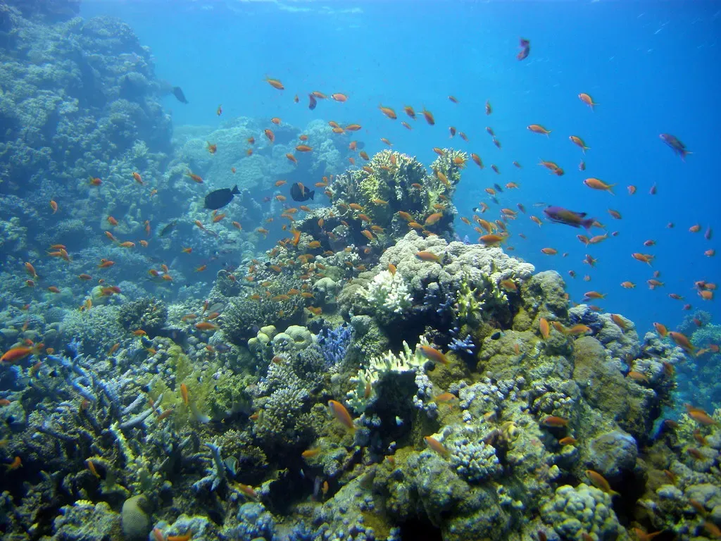 Reef slope of hard and soft coral with orange anthias fish at Ras Ghozlani — Sharm El Sheikh.