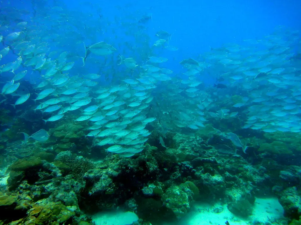 A dense school of fish shoals directly above the coral reef — German Channel, Palau.