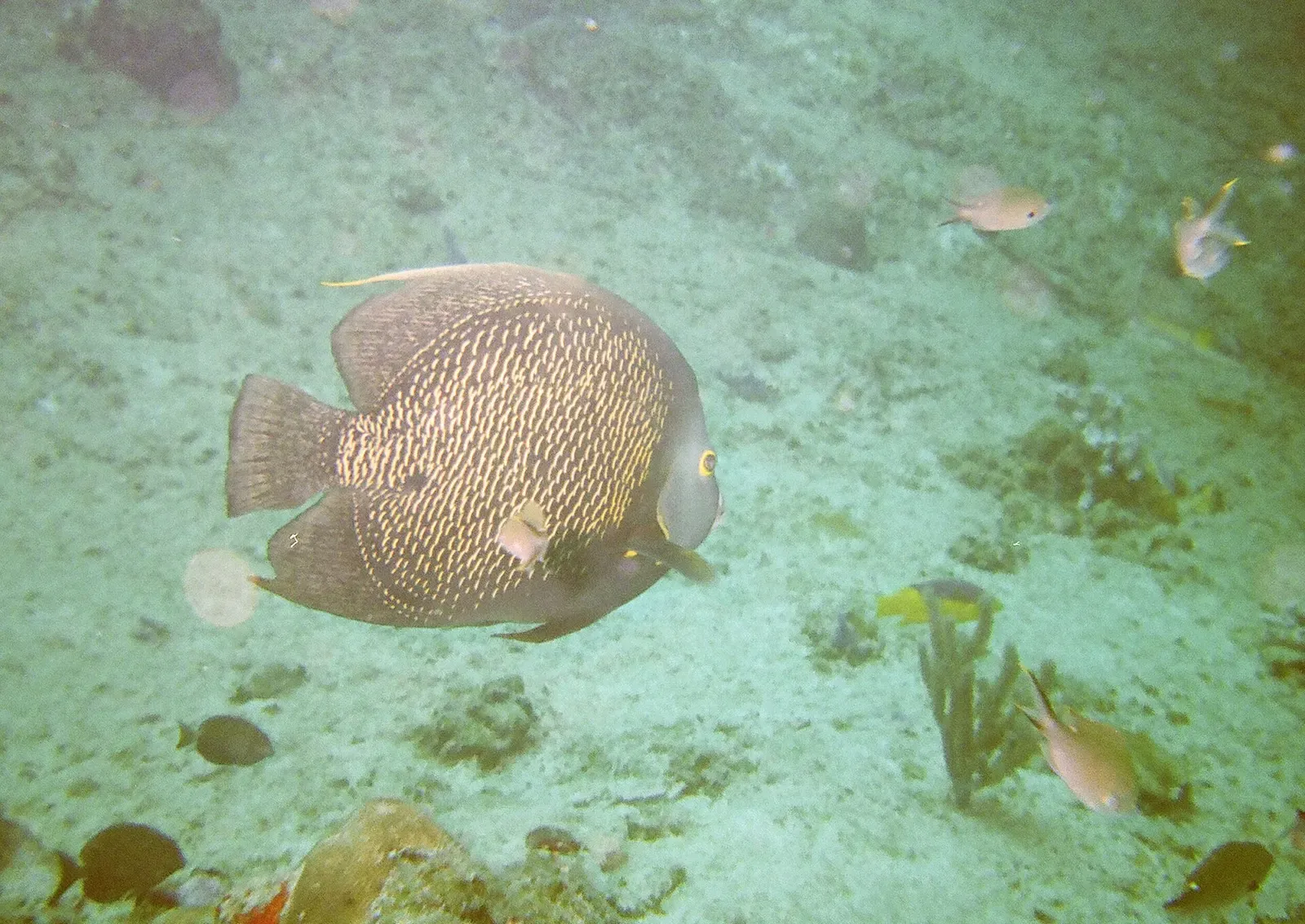 A large grey angelfish with gold-flecked scales swims over a sandy reef with small fish and a sea fan — Aruba.