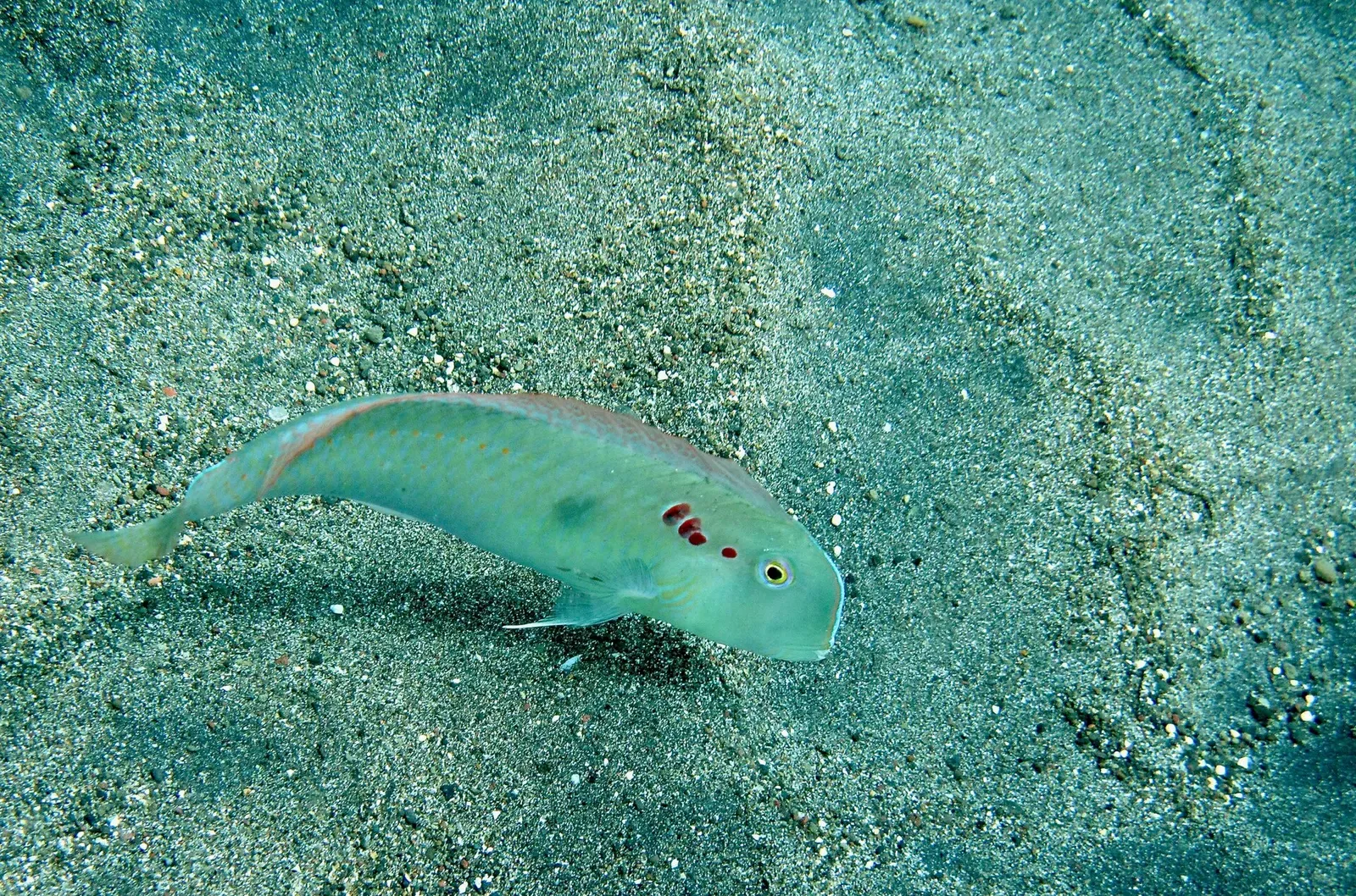 One pale green razorfish with small dark spots swimming low over grey sand — Jemeluk Bay, Amed.