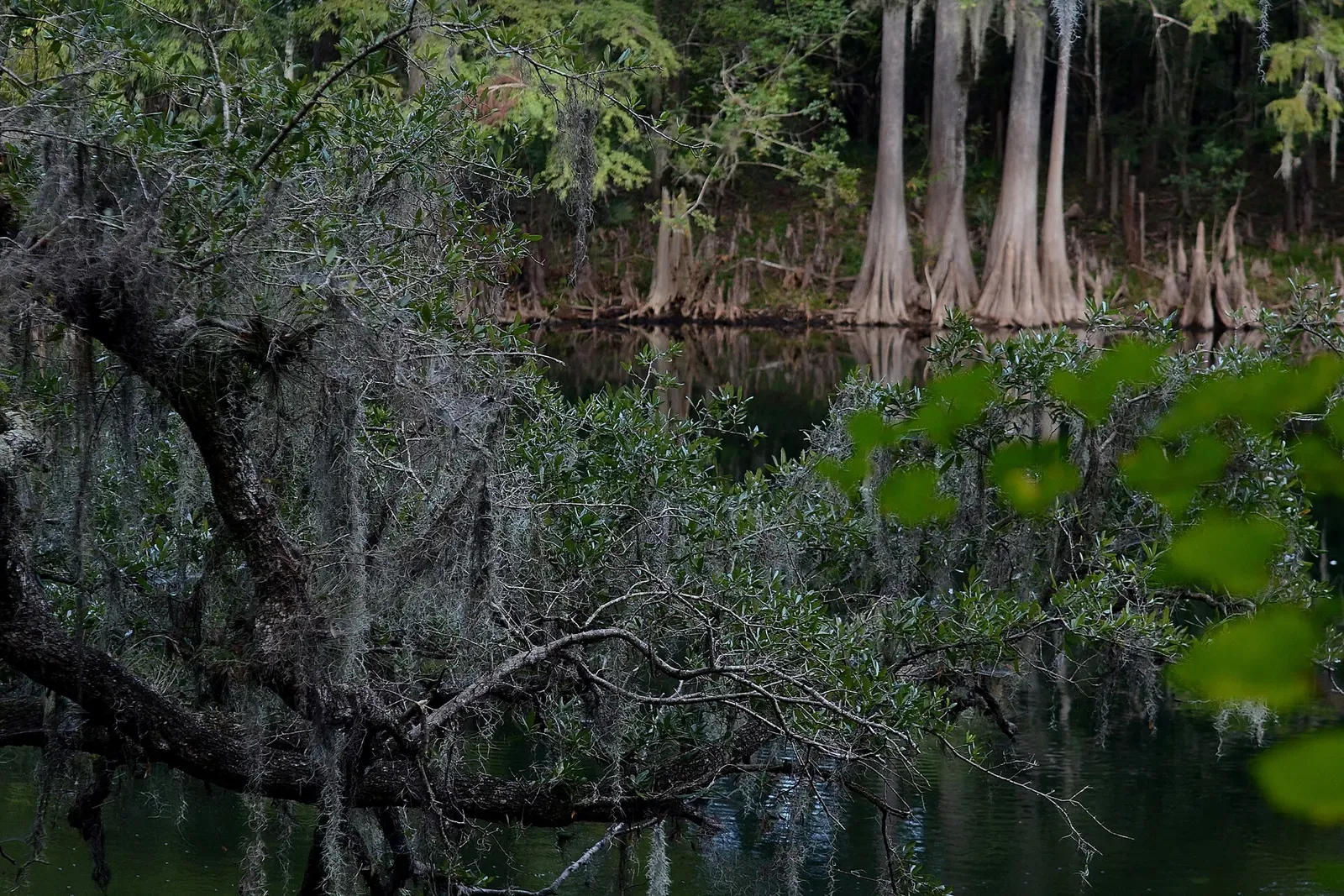 Cypress trees draped in Spanish moss line the dark tannic water of the Santa Fe River — North Florida Springs