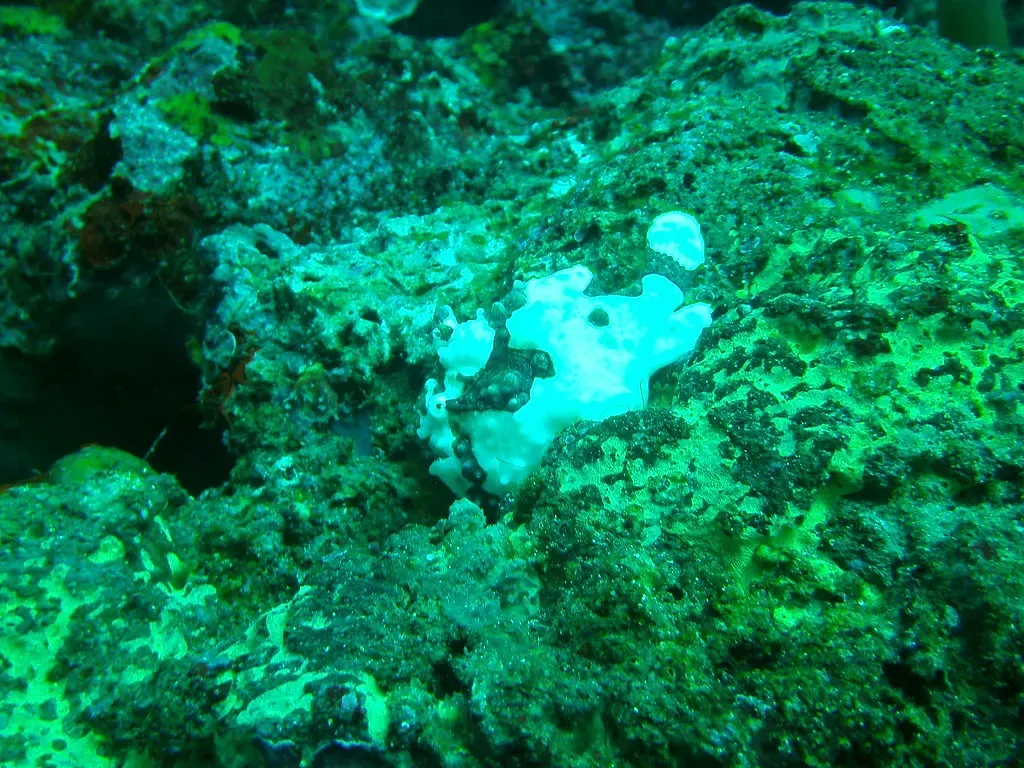 A frogfish sits motionless on encrusted wreckage at the Sabang Wrecks dive site — Puerto Galera.