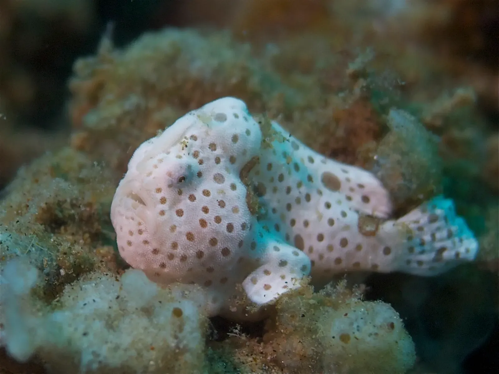 A small pale juvenile painted frogfish with brown spots perched on rubble — Lipayo Point, Dauin.
