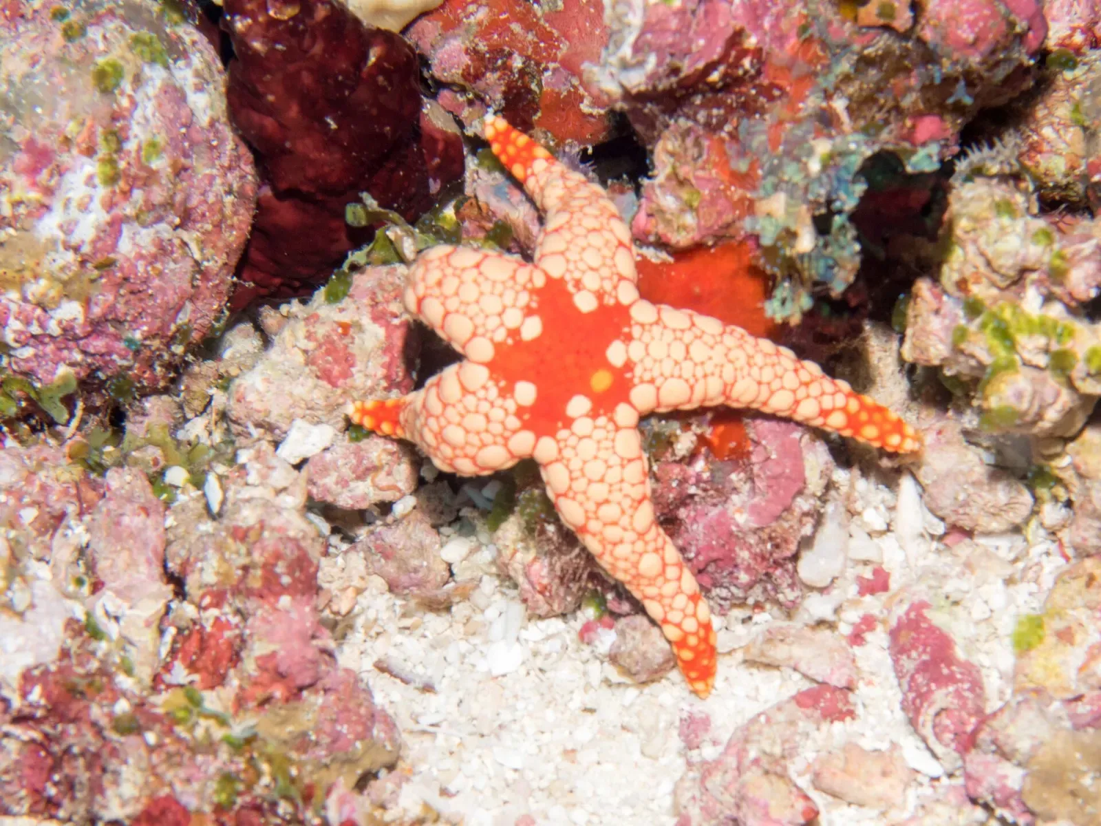 One orange starfish covered in pale round bumps, lying on coral rubble and white sand among red and pink encrusted rock — Kudarah Thila, Ari & Rasdhoo Atolls