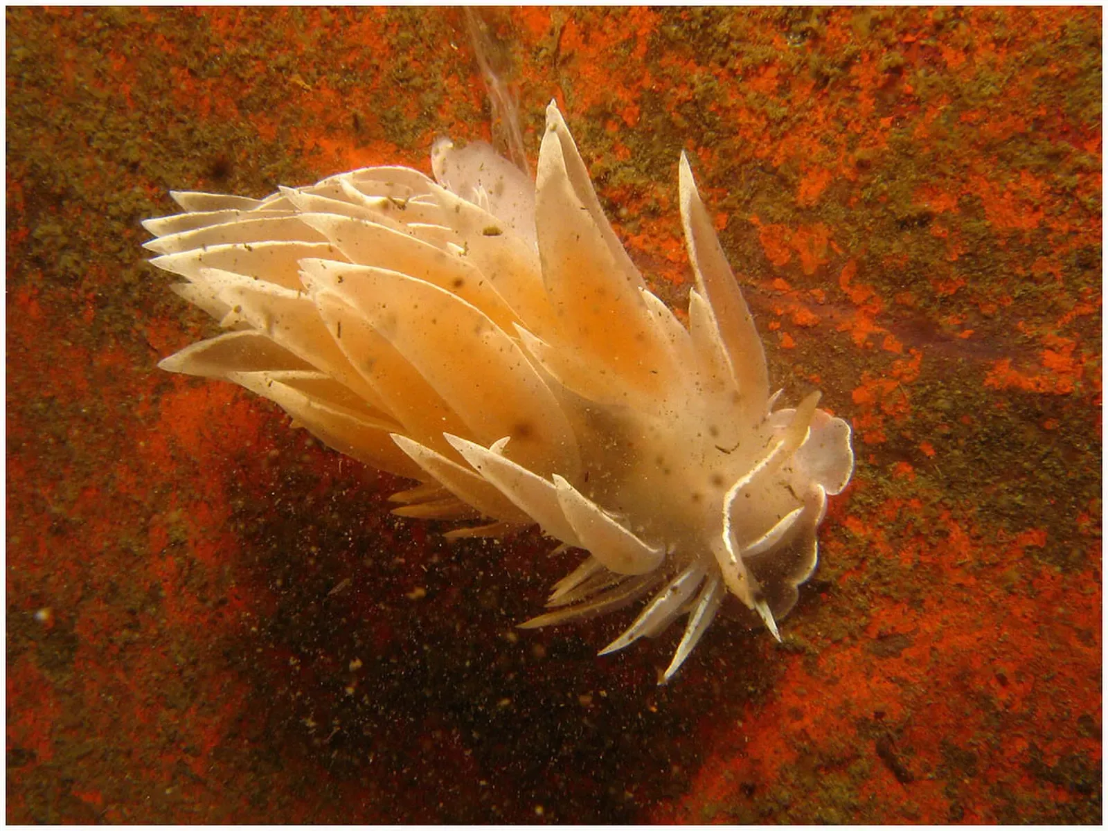 A frosted nudibranch crawls across the rusted, encrusted side of a sunken boat — Sund Rock, Puget Sound.