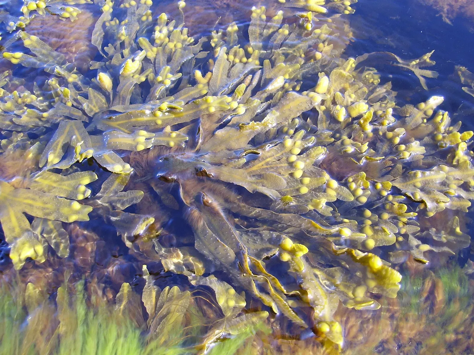 Bladderwrack fronds swaying underwater in the shallows off Frederiksø — Ertholmene, Bornholm.