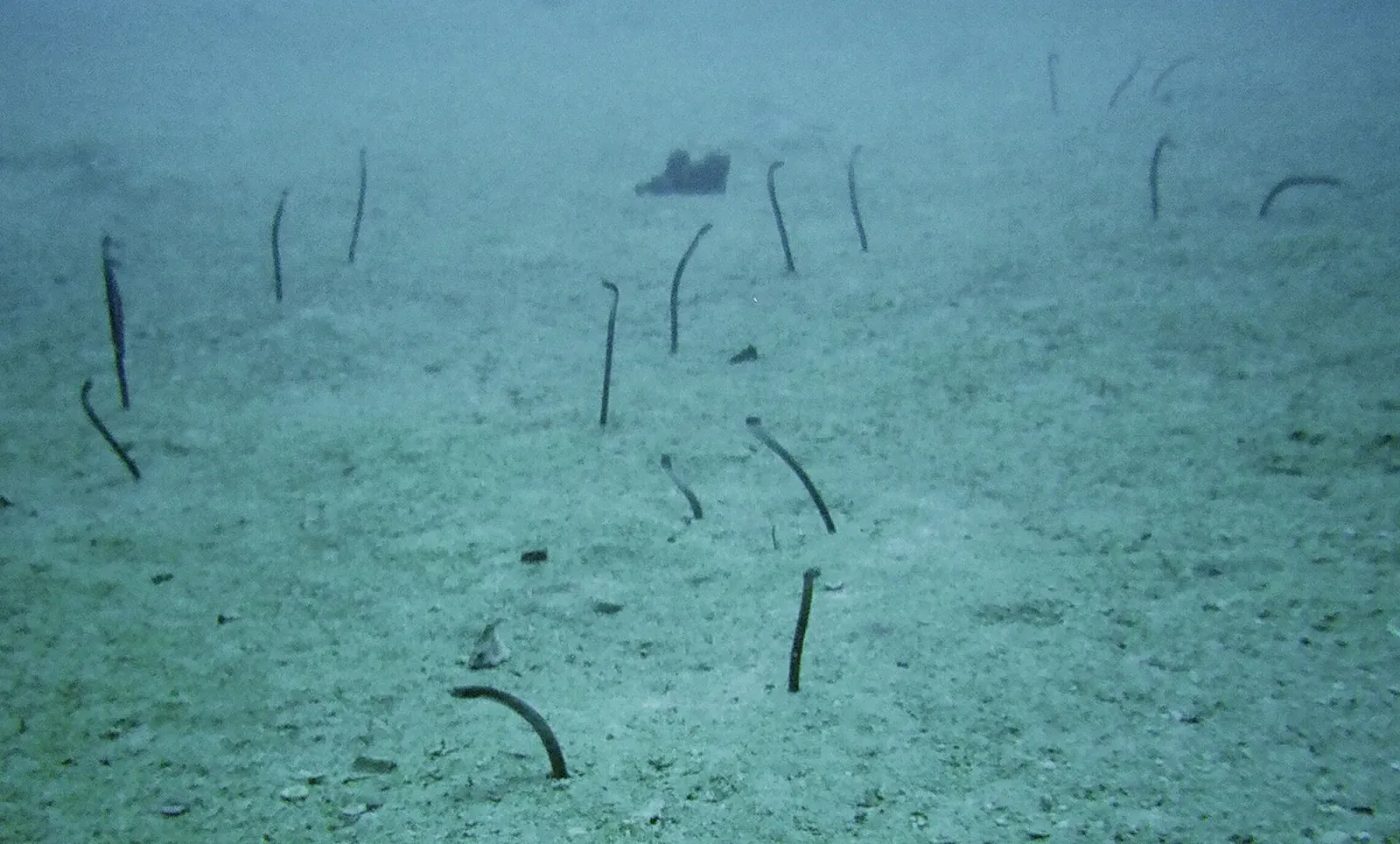 Dozens of thin dark garden eels rise from a pale sandy seabed in hazy blue-green water — SS Antilla, Aruba.