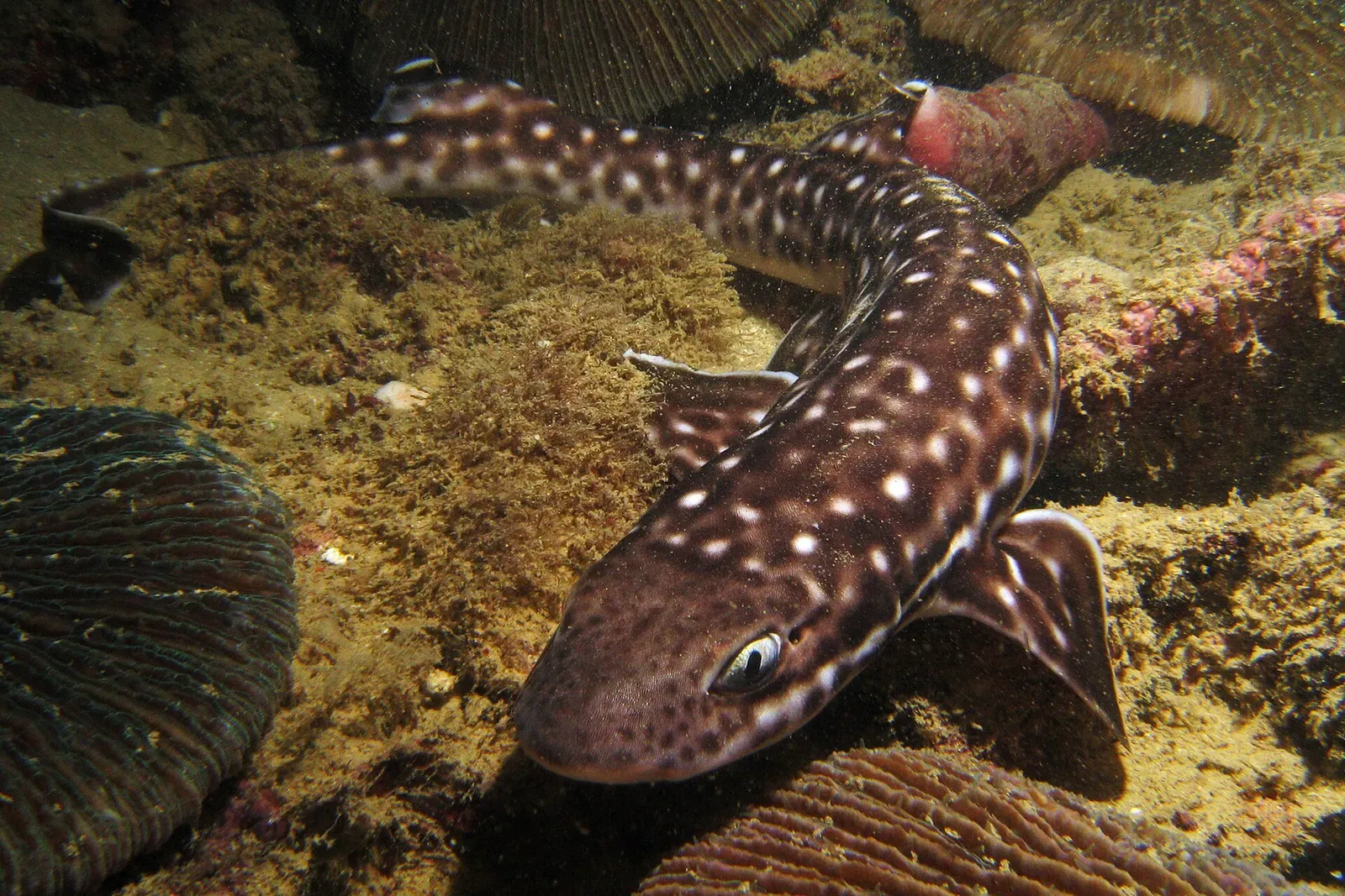 Coral catshark resting on the reef, its body covered in pale spots
