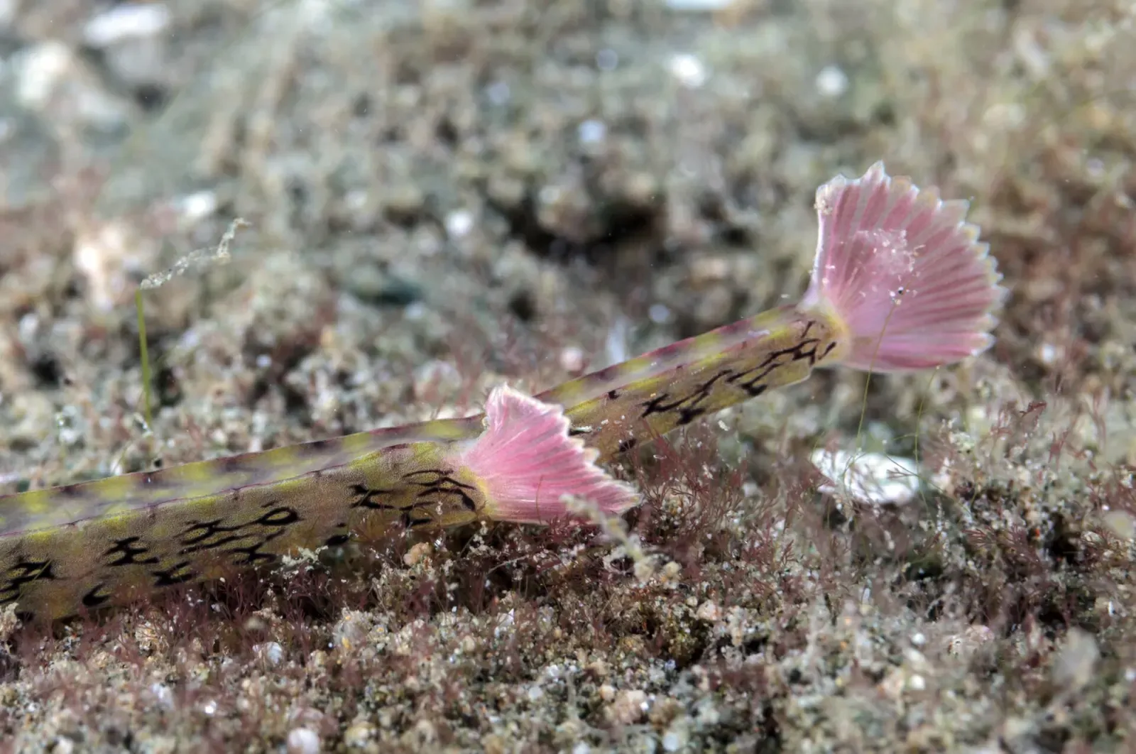 A pipefish on sand with two tails trailing side by side, a rare genetic anomaly — Laha 1, Ambon.
