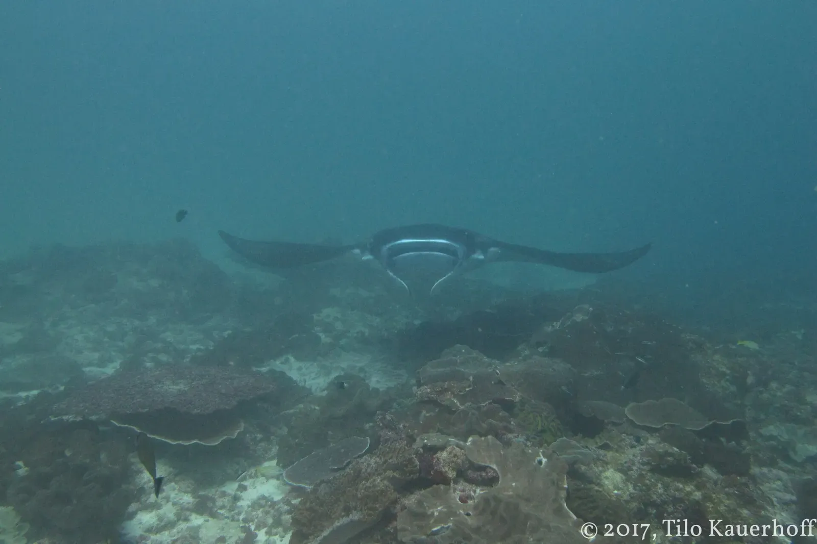 A manta ray approaching low over the coral slope at Manta Point — Nusa Penida