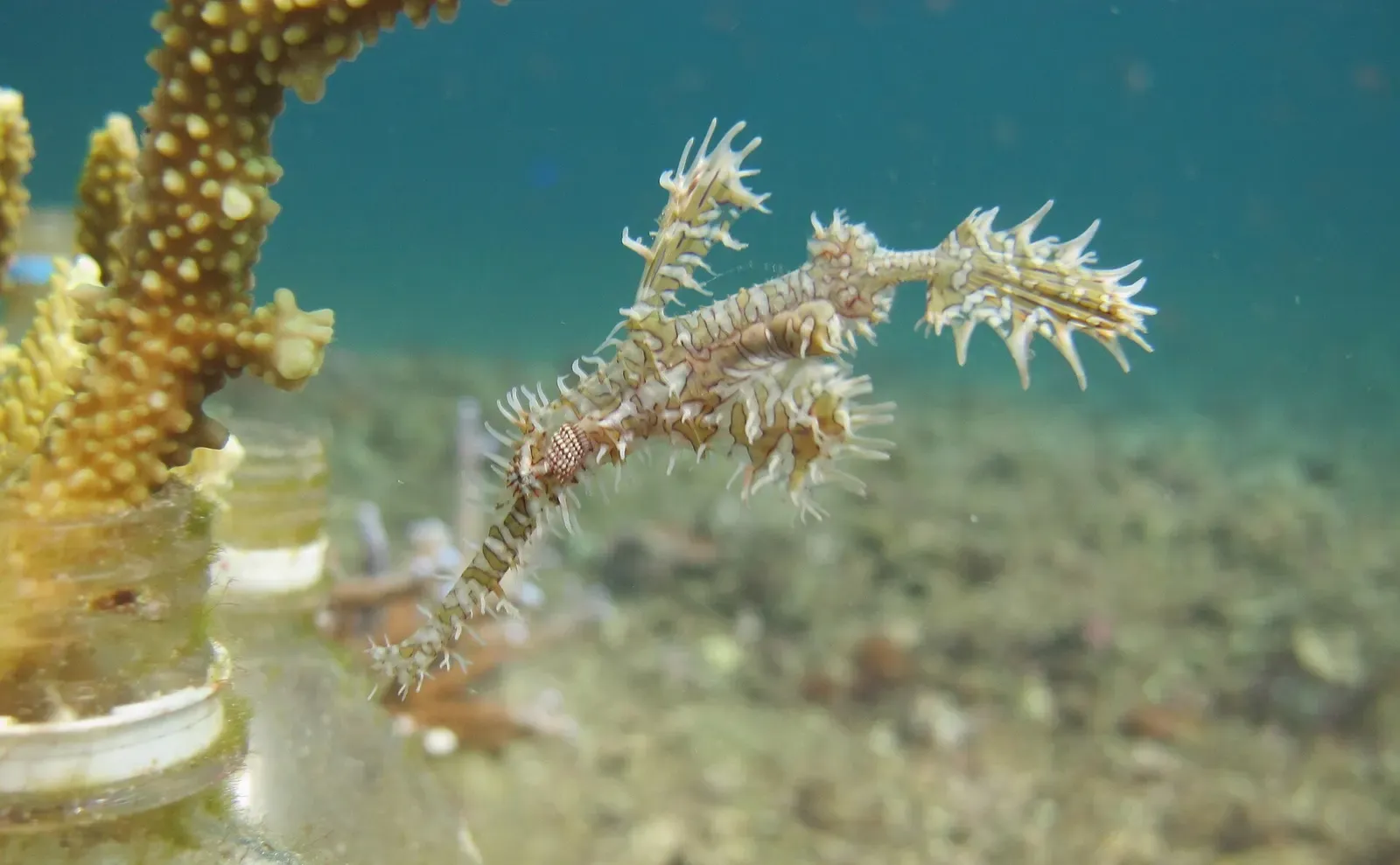 An ornate ghost pipefish drifts beside a branching coral growing on a bottle, over a silty sandy bottom — Semporna Islands