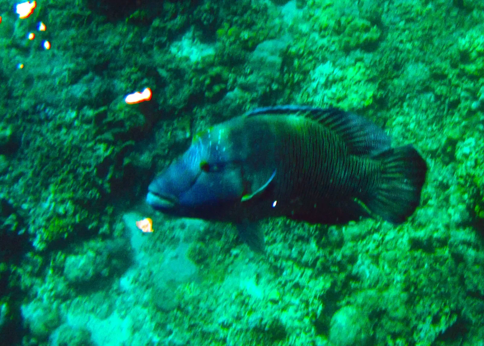 Large napoleon wrasse hovering over coral at Shark Point, Apo Reef — Shark Ridge
