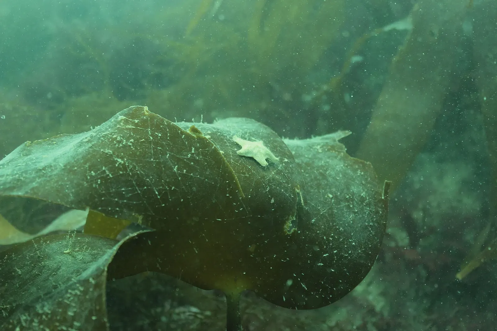 A large brown kelp frond with a small starfish on it, in hazy green water — Glen Strathallan, Plymouth Sound & HMS Scylla