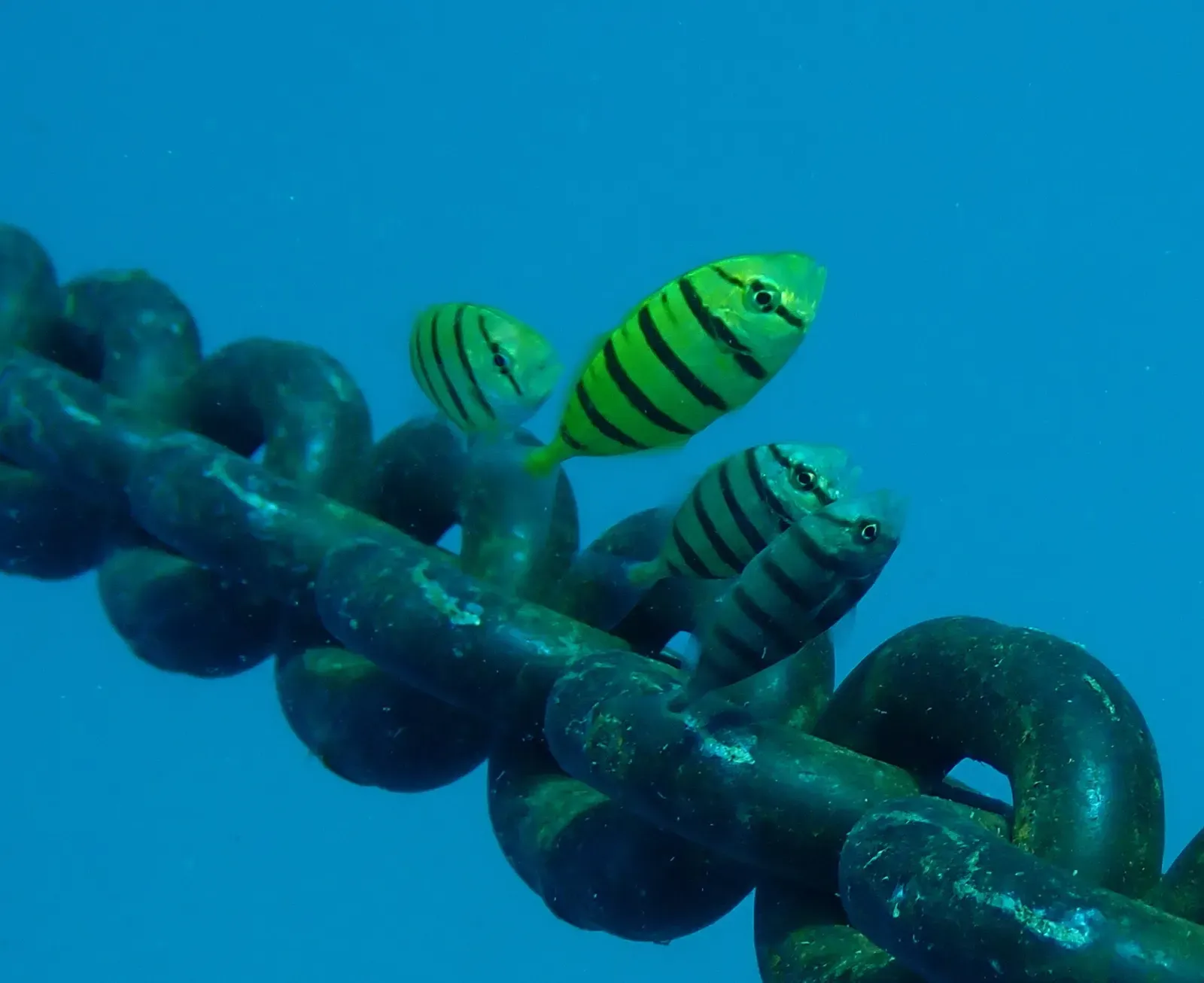 Three yellow fish with black vertical bars swim along a heavy algae-covered chain in open blue water — Yasawa Islands